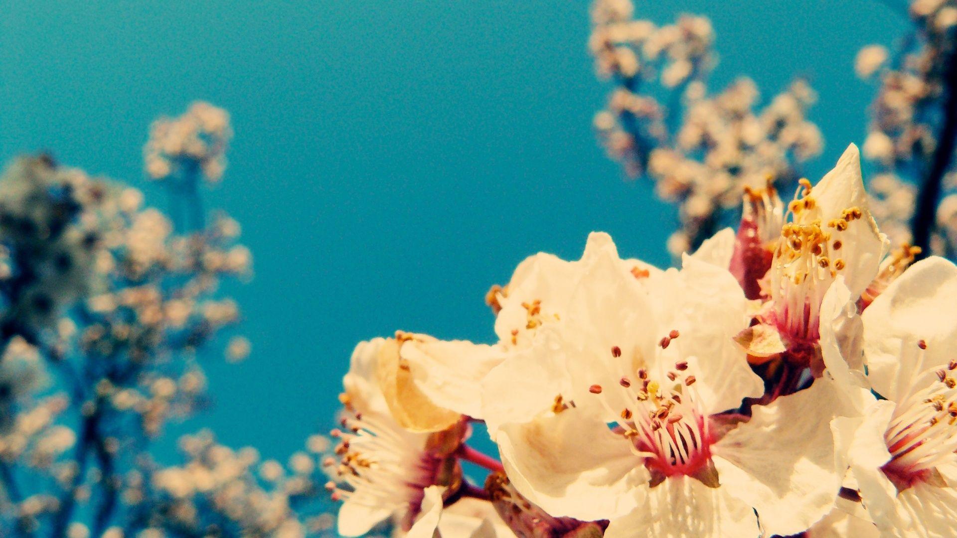 Free Download Vintage Flowers 1080p Wallpaper Flowers