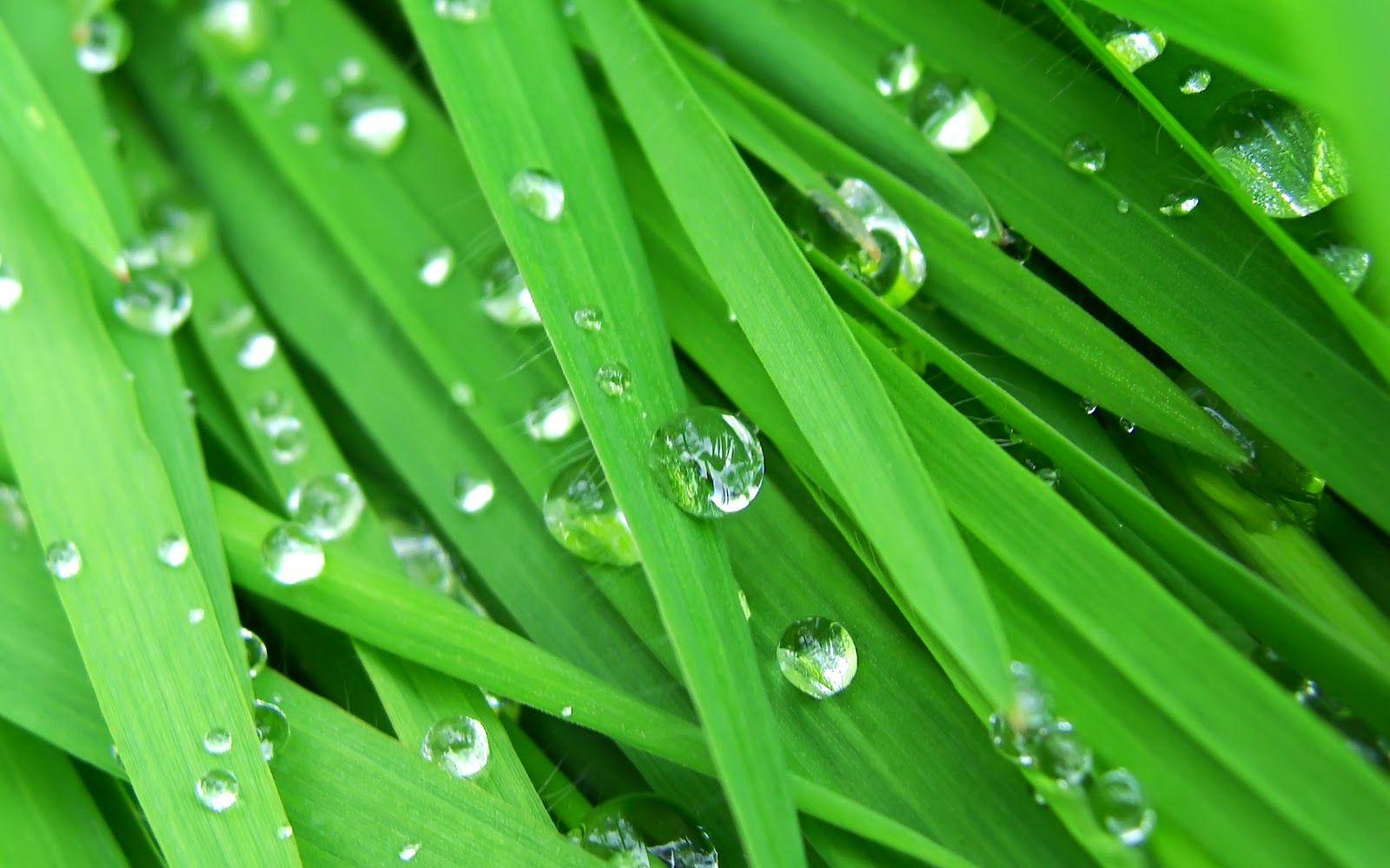 Raindrops with Image in Them. Amazing HD Raindrops Wallpaper