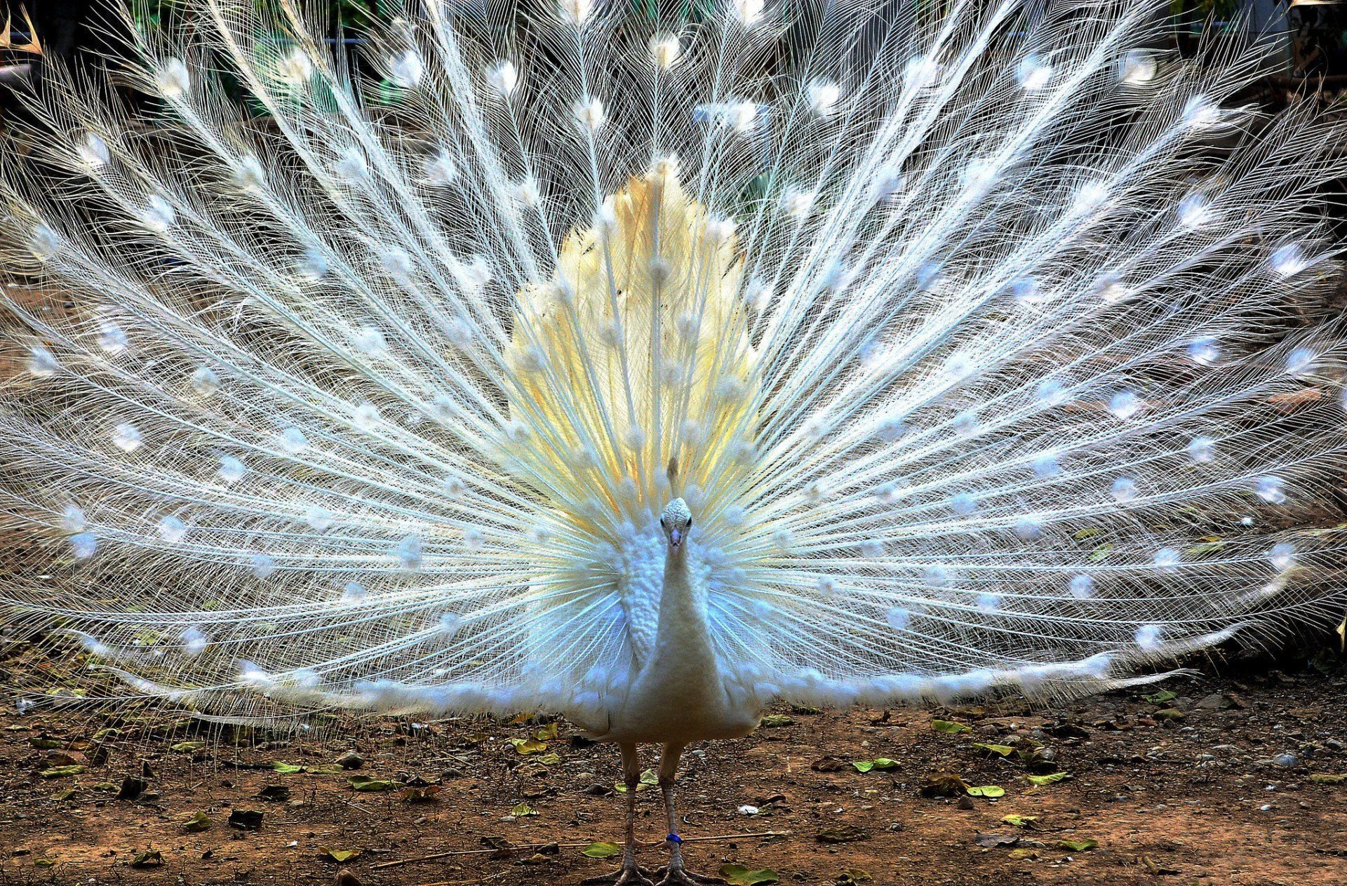 poultry white peacock tail feathers fan HD wallpaper