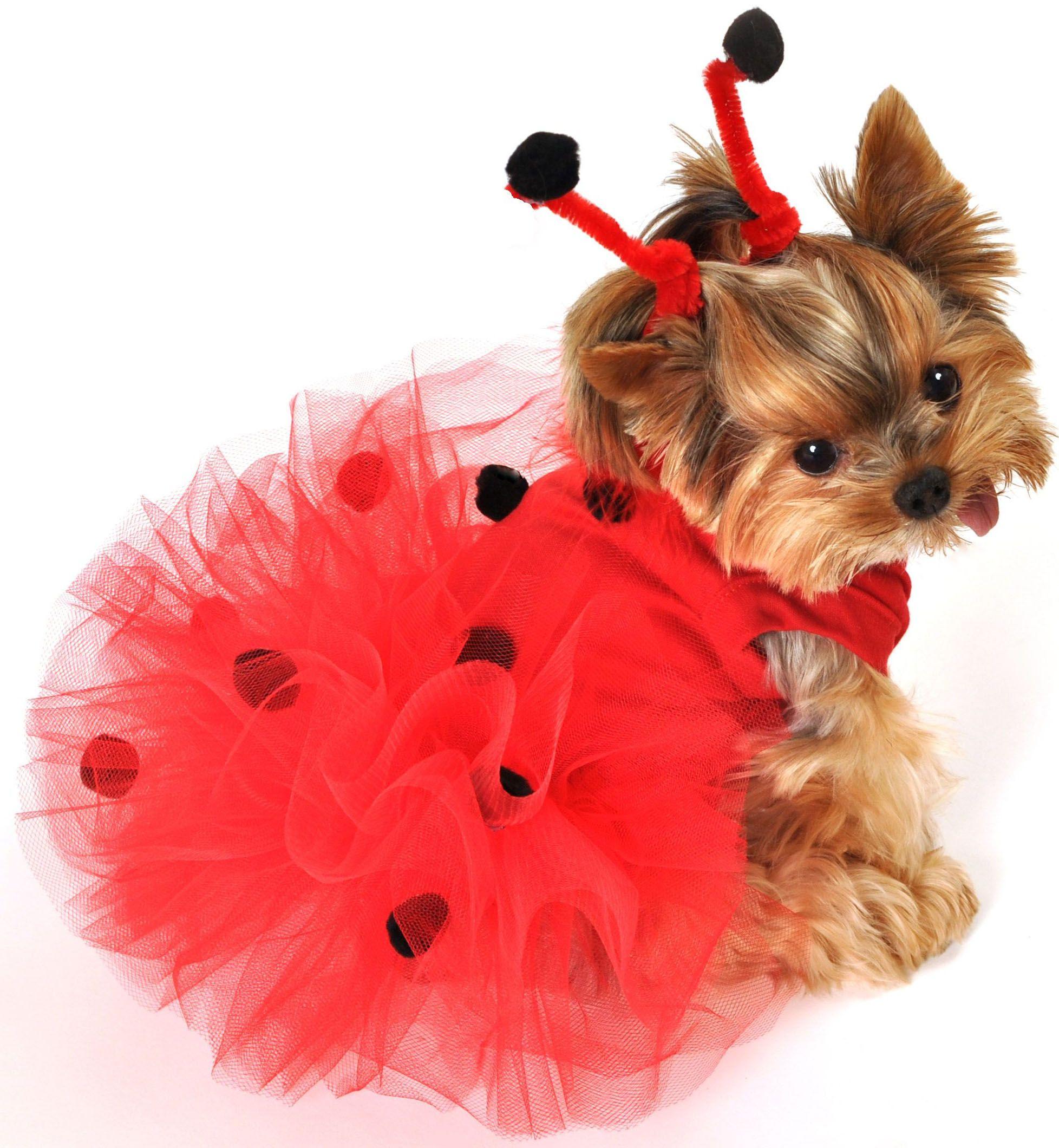 dog custumes halloween, pet costumes, puppy costume ladybug