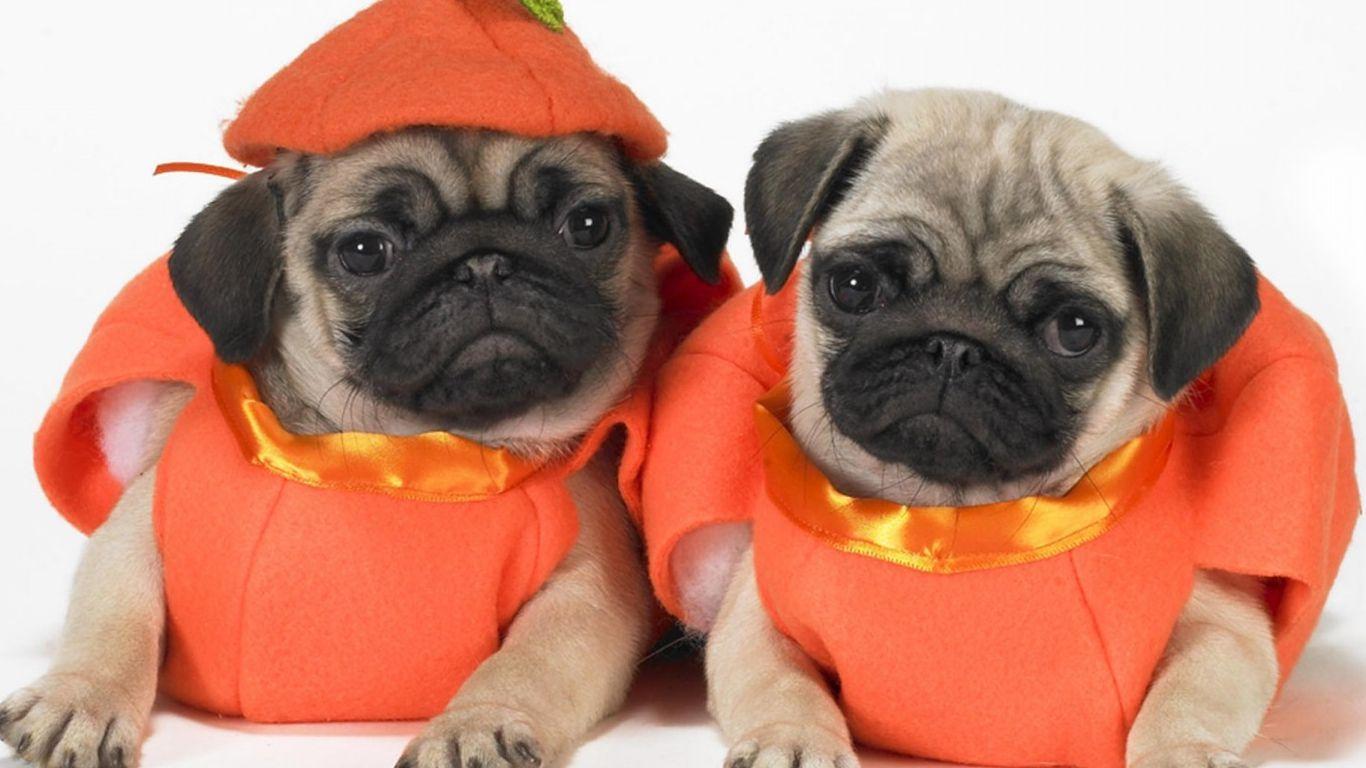 Two cute Pug dogs photo and wallpaper. Beautiful Two cute Pug dogs