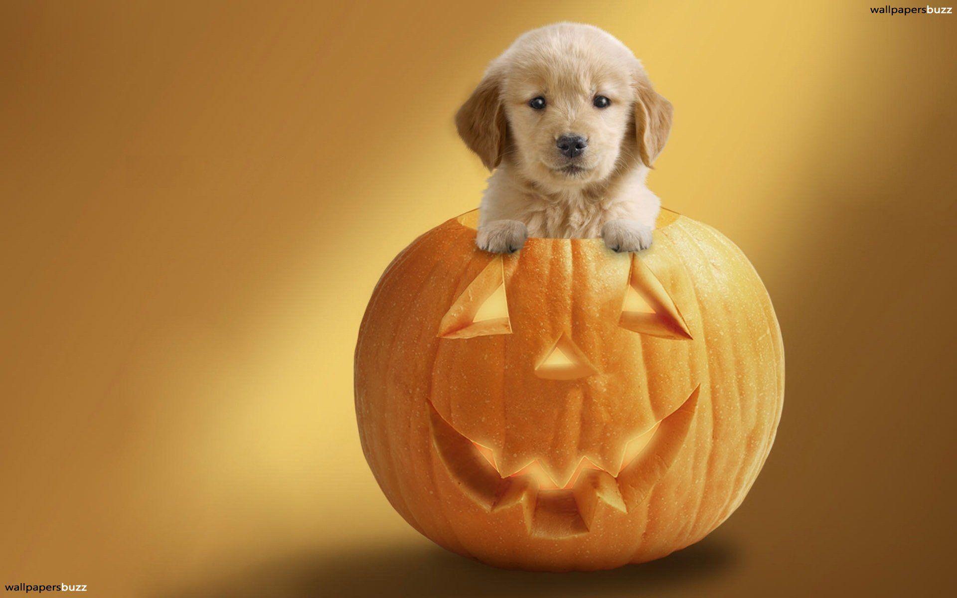 Cute puppy on a pumpkin HD Wallpaper