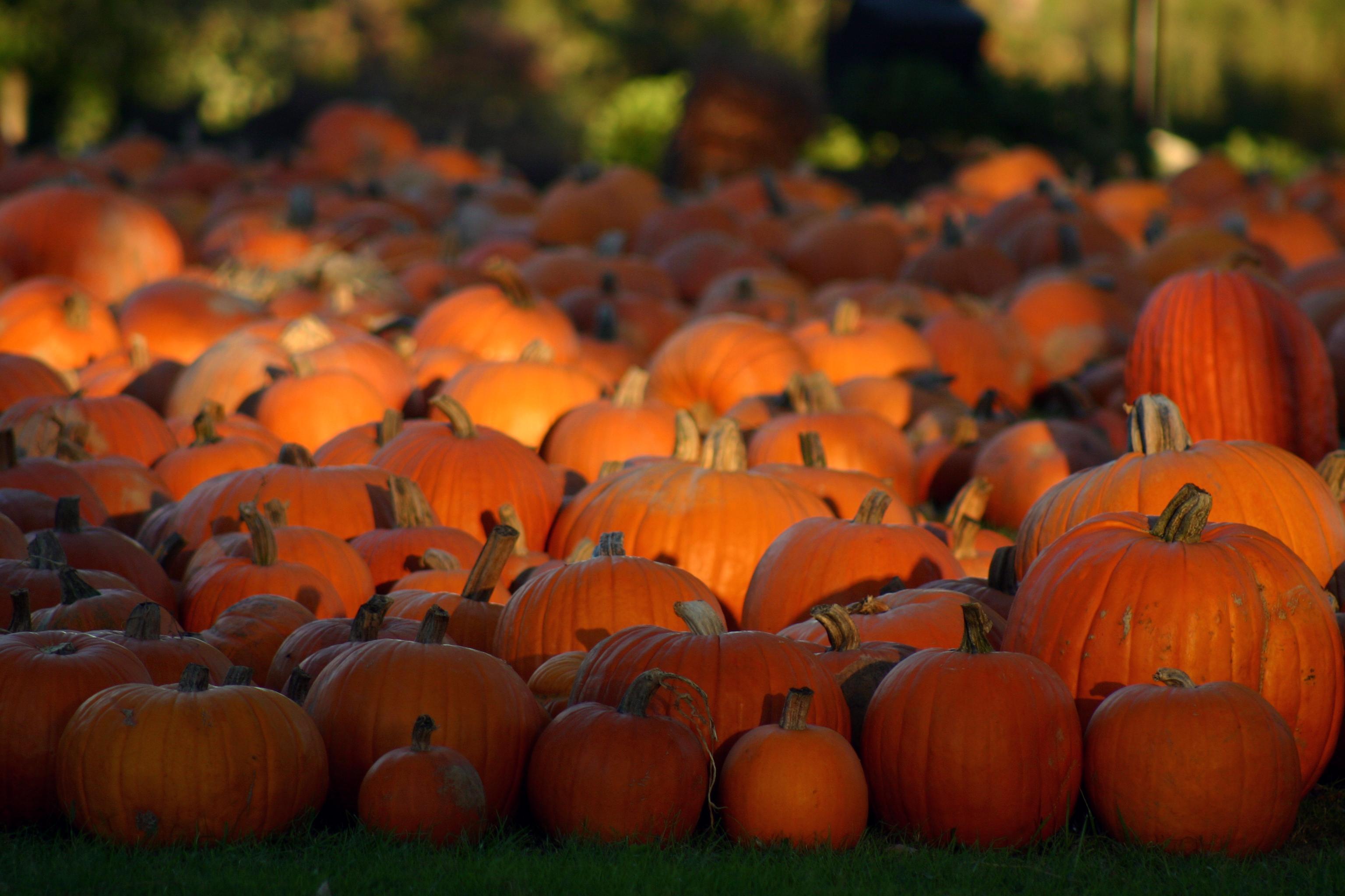 Forget pumpkin spice lattes! Get your pumpkin fix with these