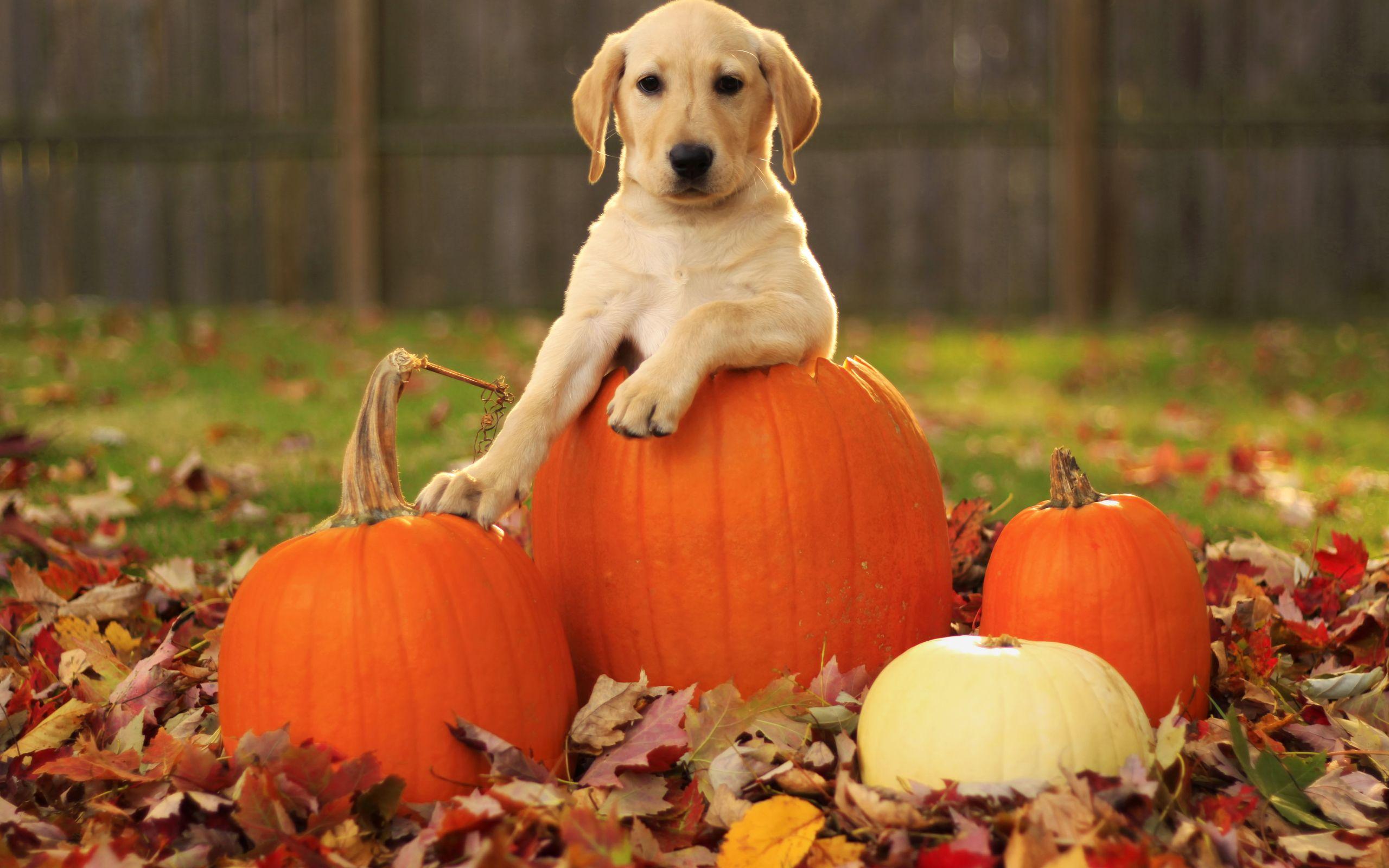 Cute Puppy With Halloween Pumpkin Autumn Wallp Wallpaper