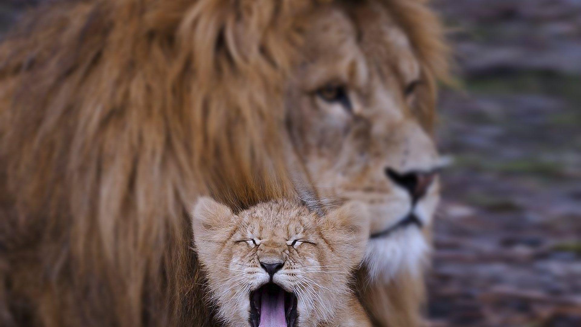 Baby Animals: Lion Animals Son Kids Predators Dad Wilds Cub Father