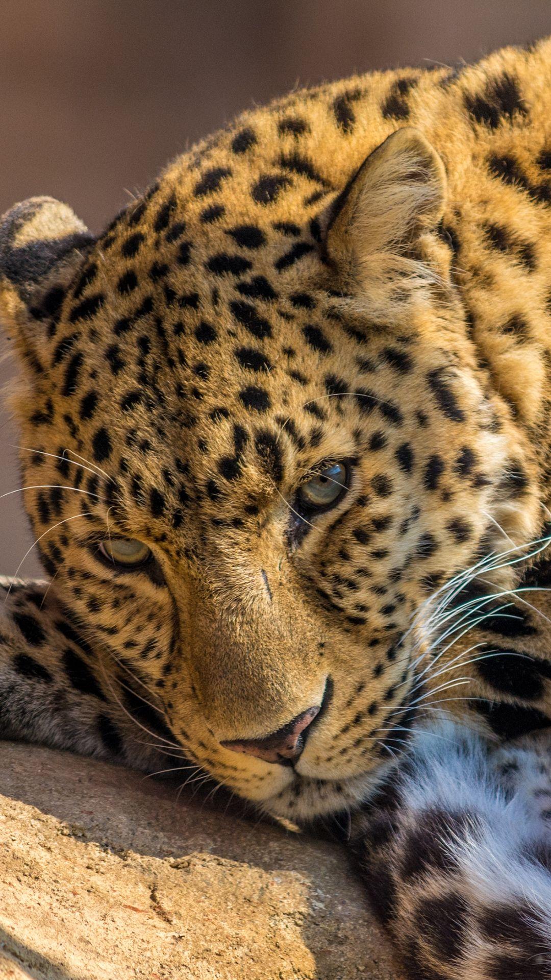 Wallpaper leopard, predator, lying, look. HD wallpaper
