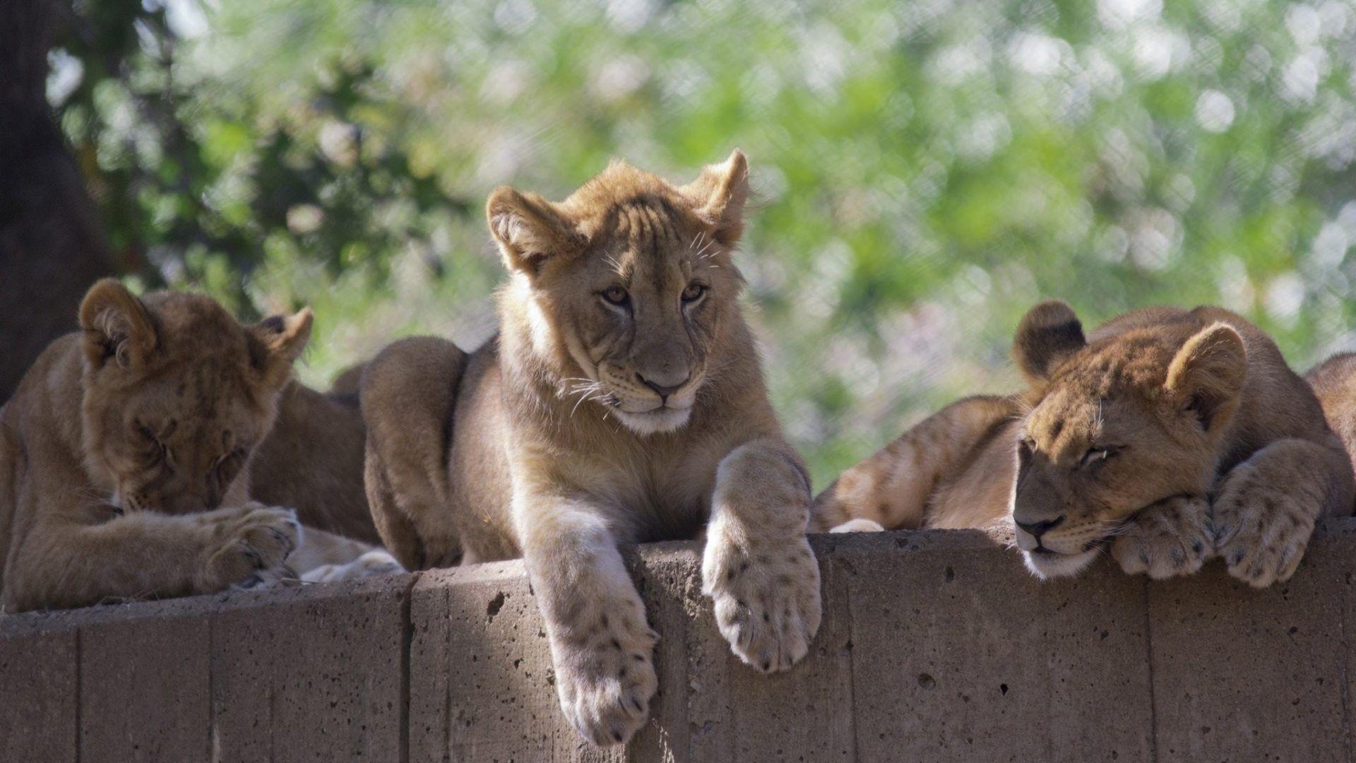 Predators Tag wallpaper: Lion Animals Son Kids Predators Dad