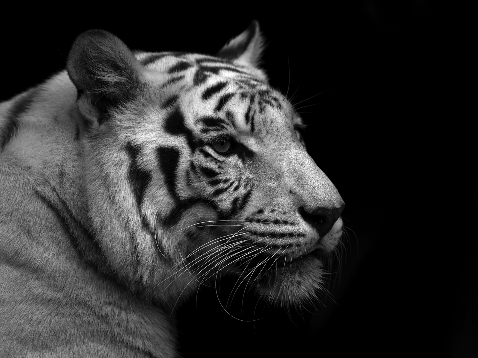 WhiteTiger0074.png 3840x2880x24(RGB) #white #tiger #animal