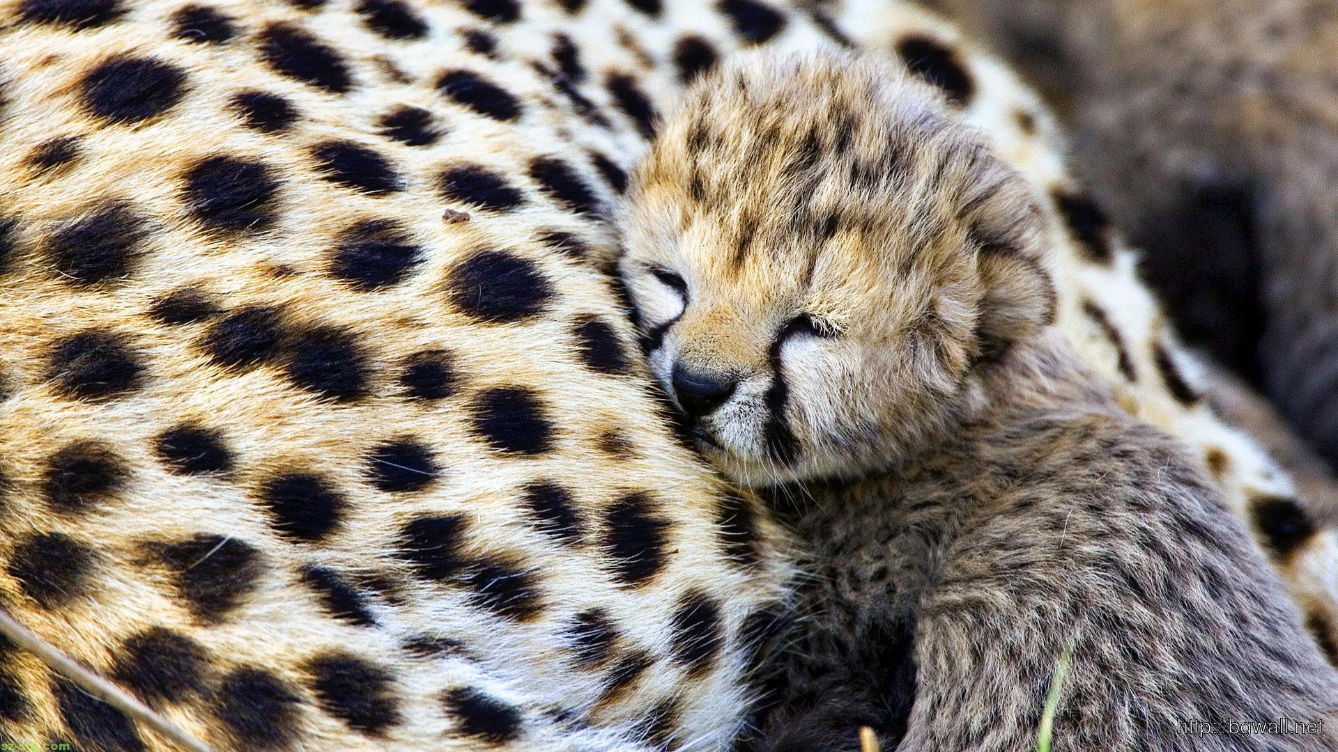 cute cheetah wallpaper Collection