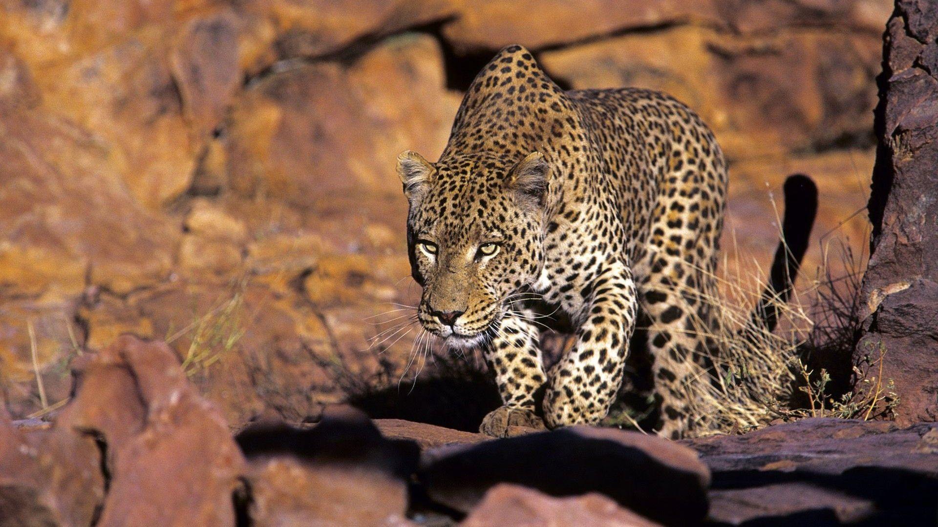 ScreenHeaven: Hunting cats wild HD big nature savannah wildlife