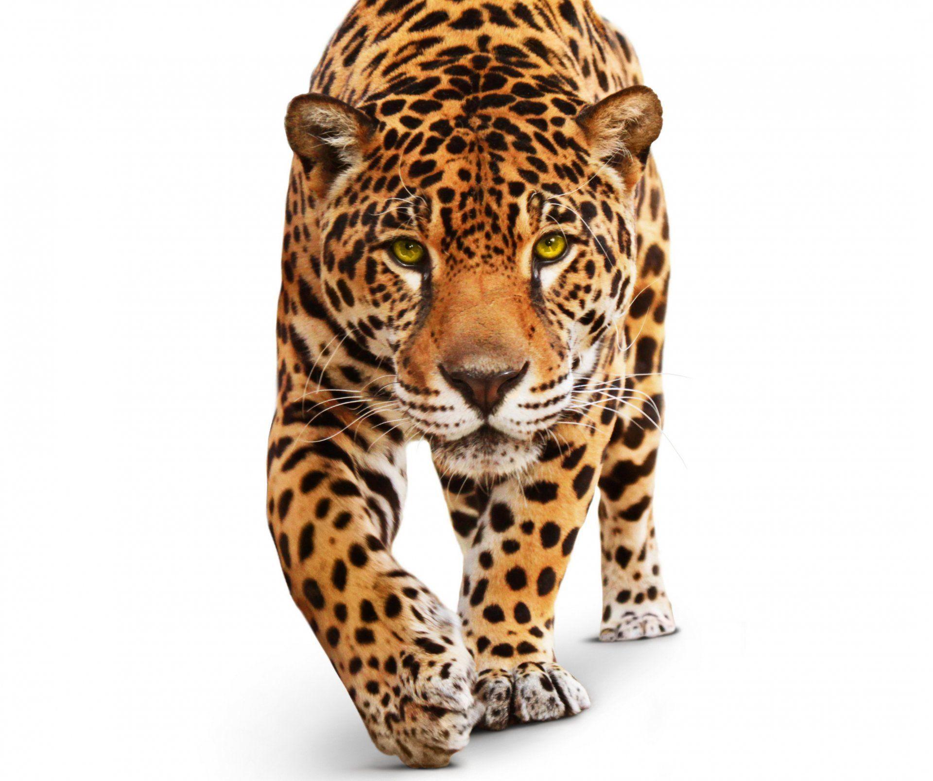 jaguar animals predator wild cat green eyes white background HD