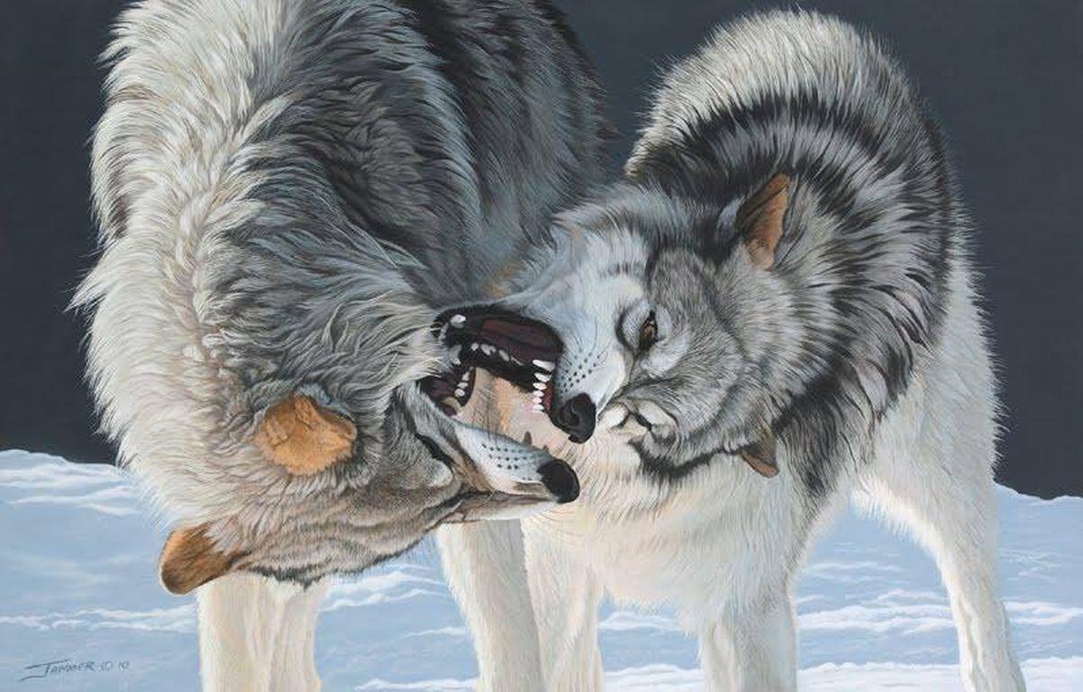 Snow Winter Wild Nature Animals Wolves Wildlife Fighting Predators