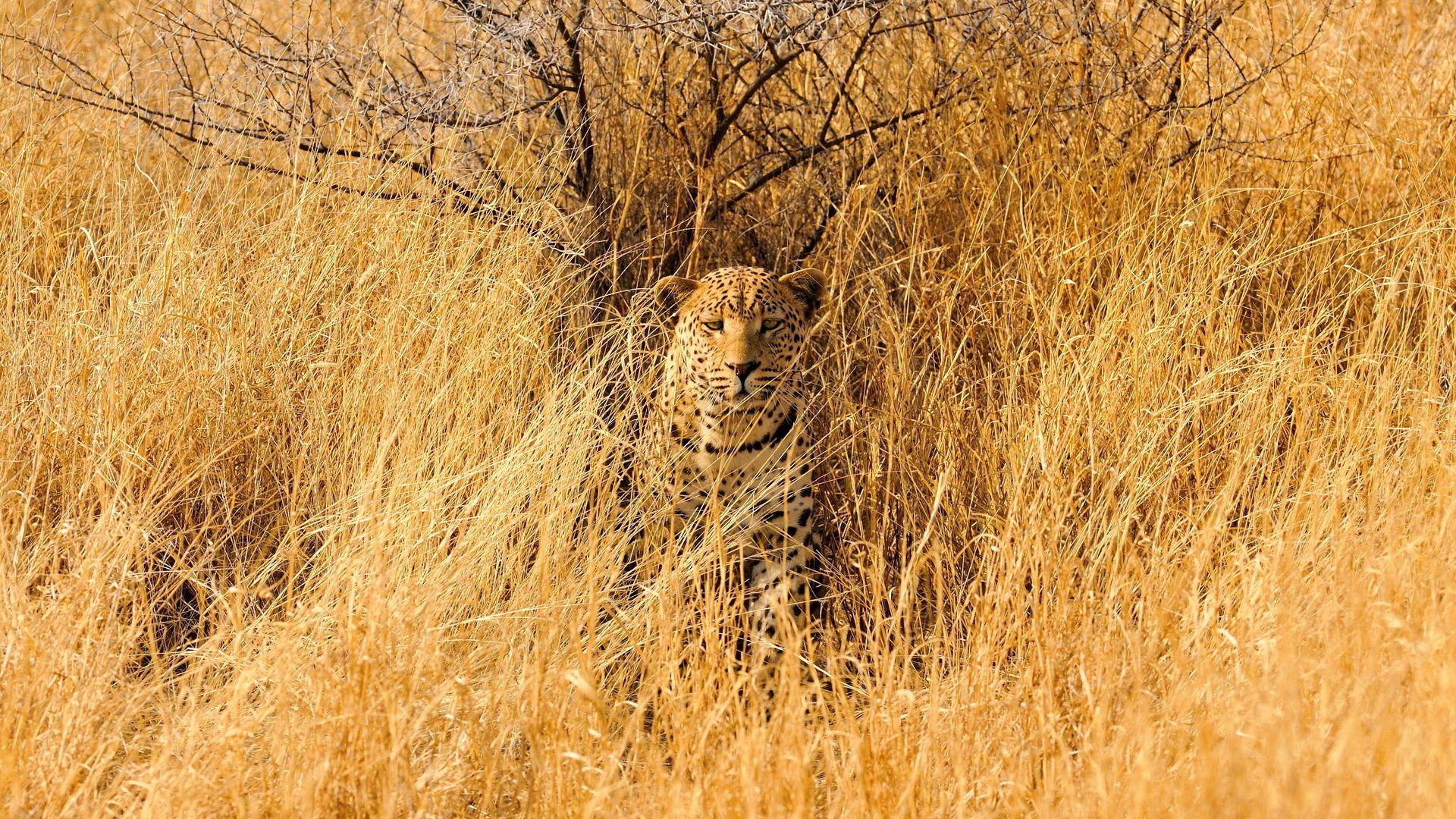 Cheetah, animal, wildlife, predator, HD phone wallpaper