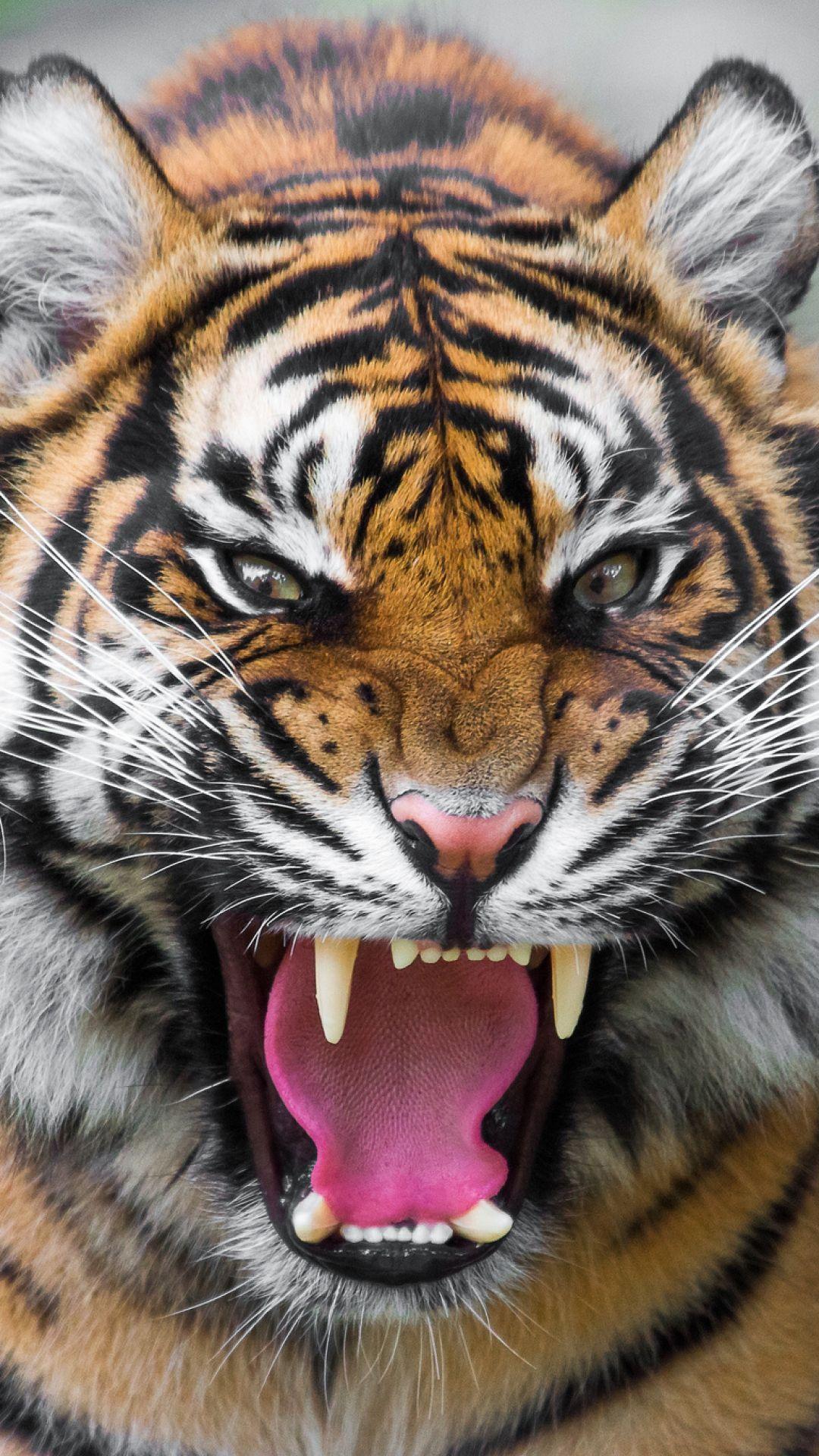 tiger, predator, teeth, anger, aggression. PHOTOGRAPHY NO NUDITY