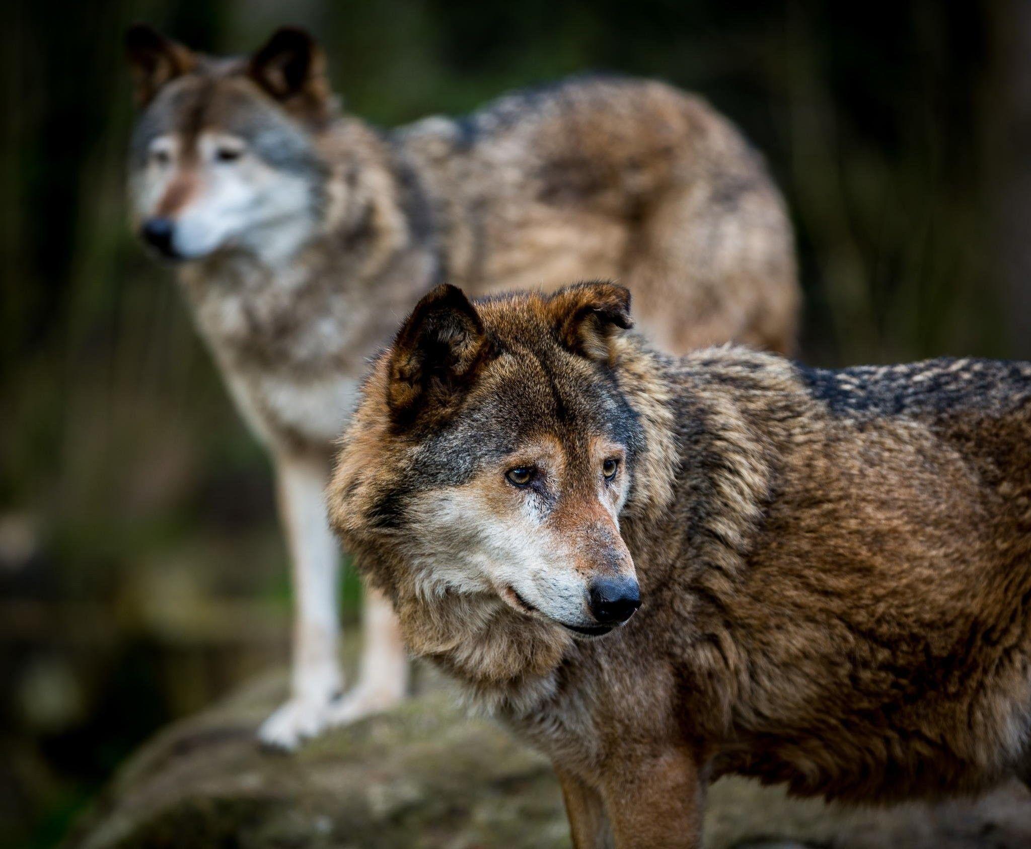 Wildlife Predators Wolf Wolves HD Wallpaper Of Rottweiler Dogs