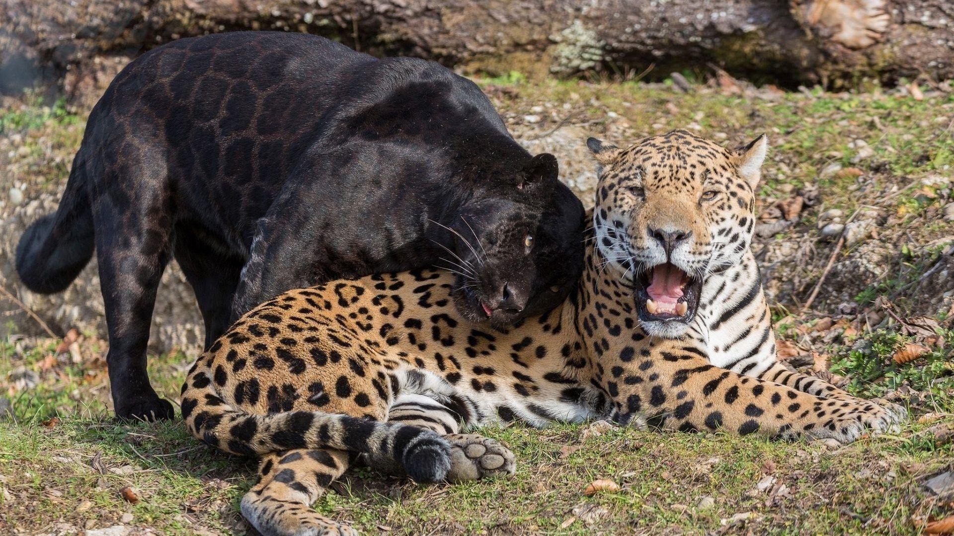 Jaguars Tag wallpaper: Brazil Animals Wildlife Jaguars Best