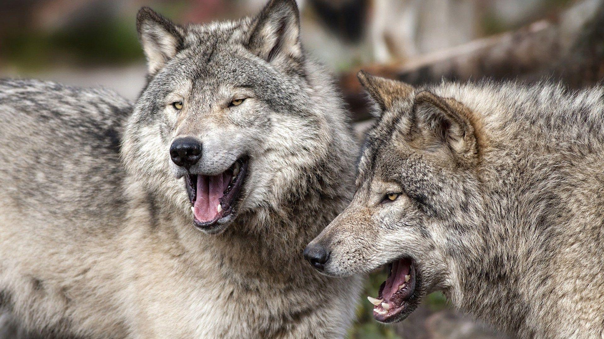 Wild Wolves Spotted Predators HD Wallpaper