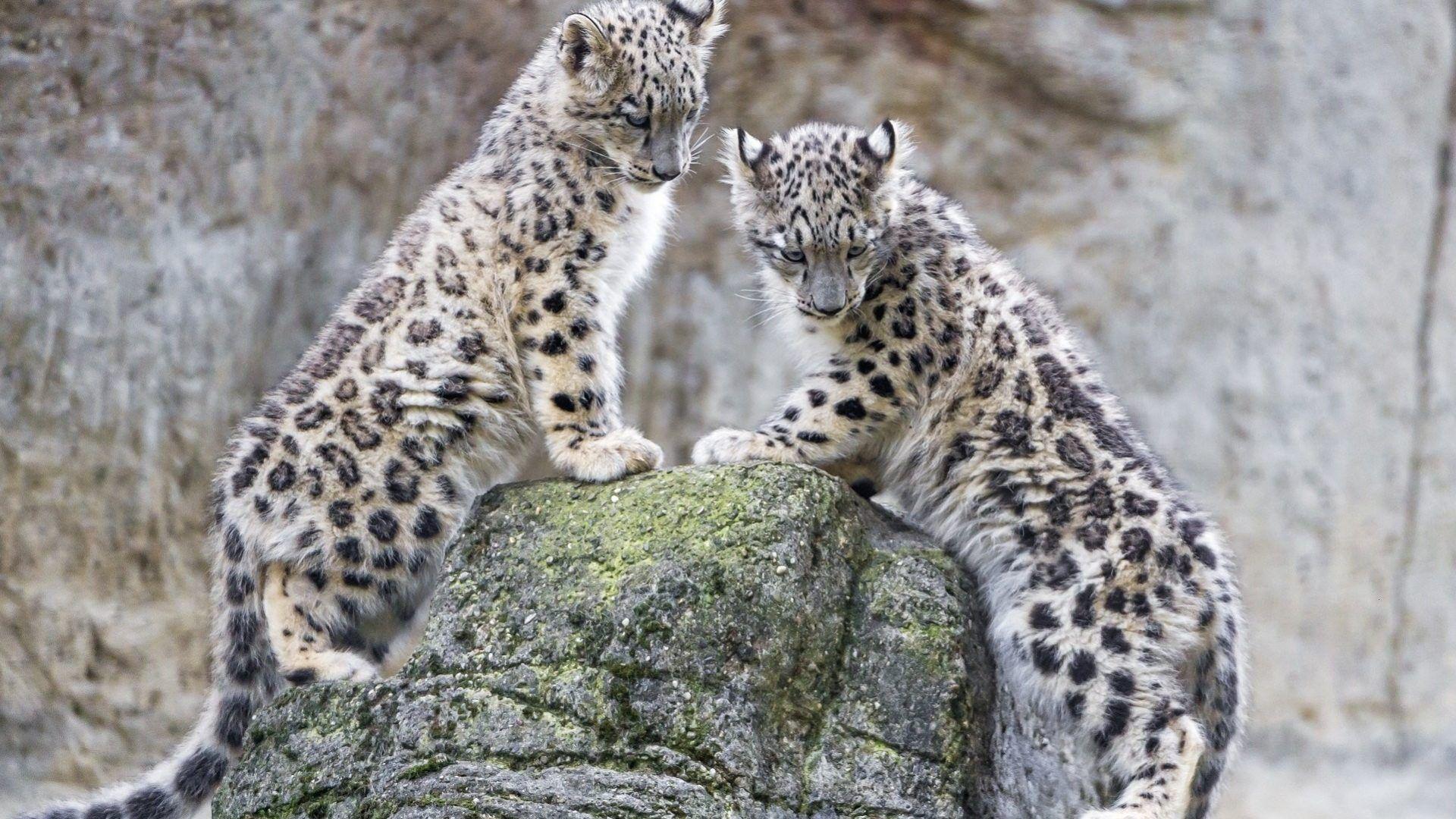 Leopards Tag wallpaper: Leopards All Animals Full HD