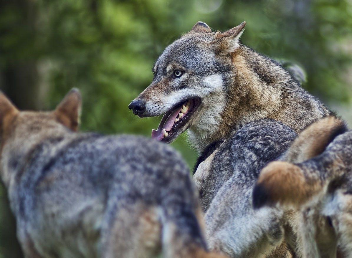 Wolf Nature Grey Wild Wolves Pack Predators Cute Animal Wallpaper