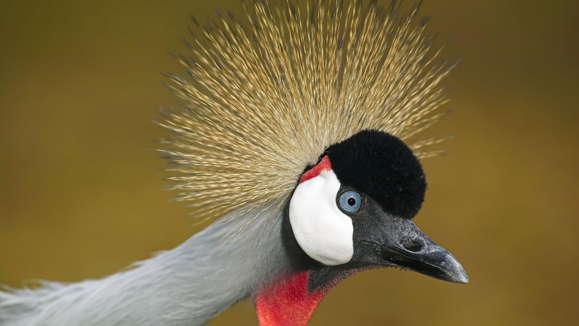 Bird Grey Crowned Crane Face Closeup HD Wallpaper