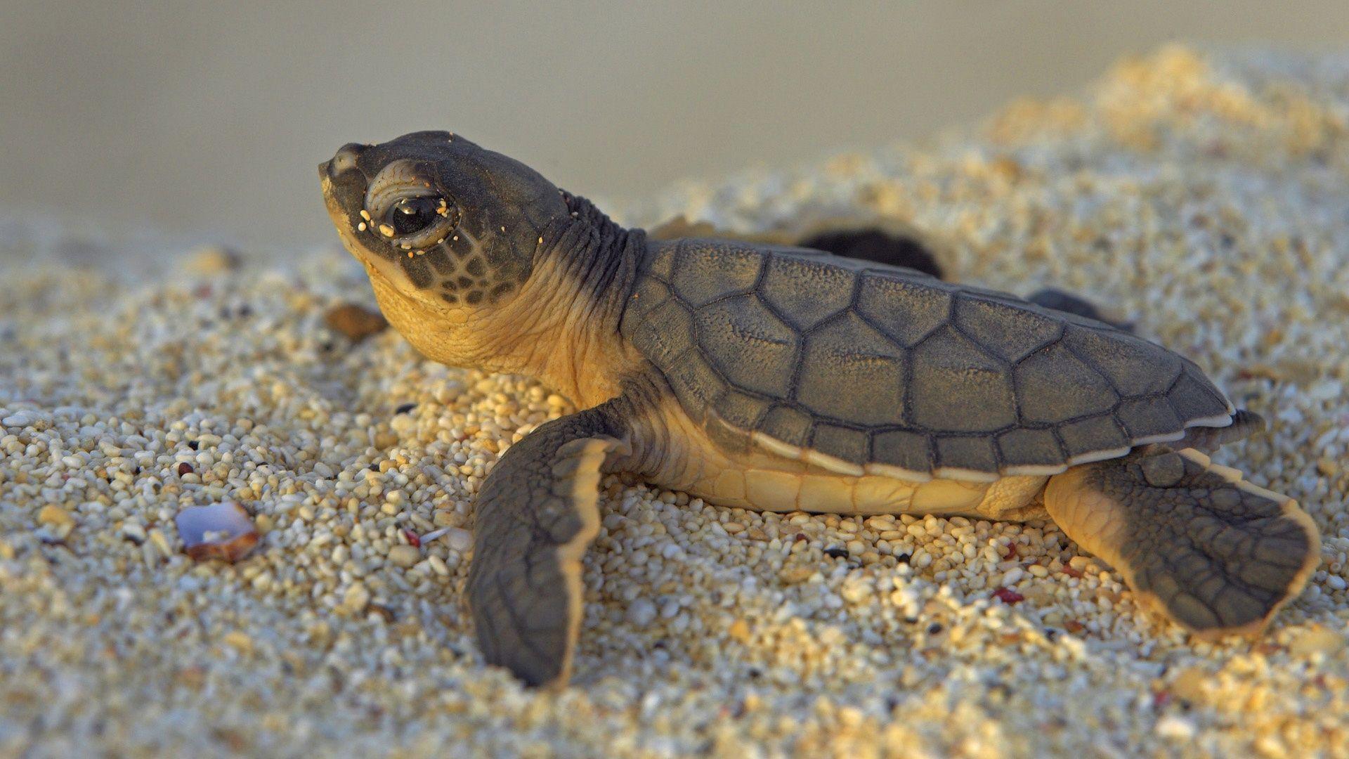 Baby Turtle Wallpaper 46713 1920x1080 px