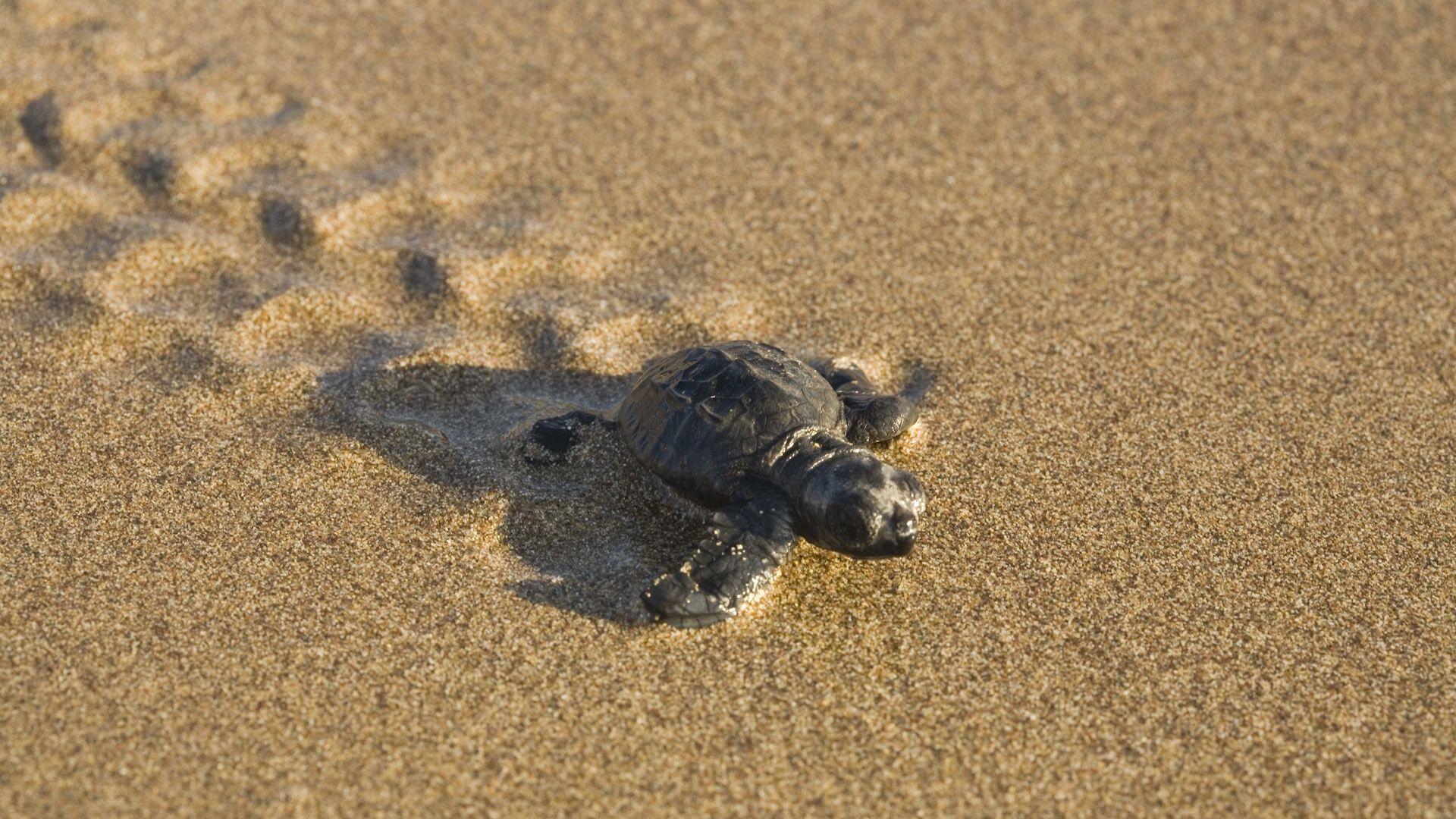 Baby turtle on the beach desktop wallpaper 800x Baby turtle