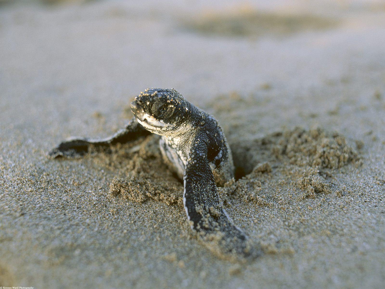 Baby Turtle Background Wallpaper 19114