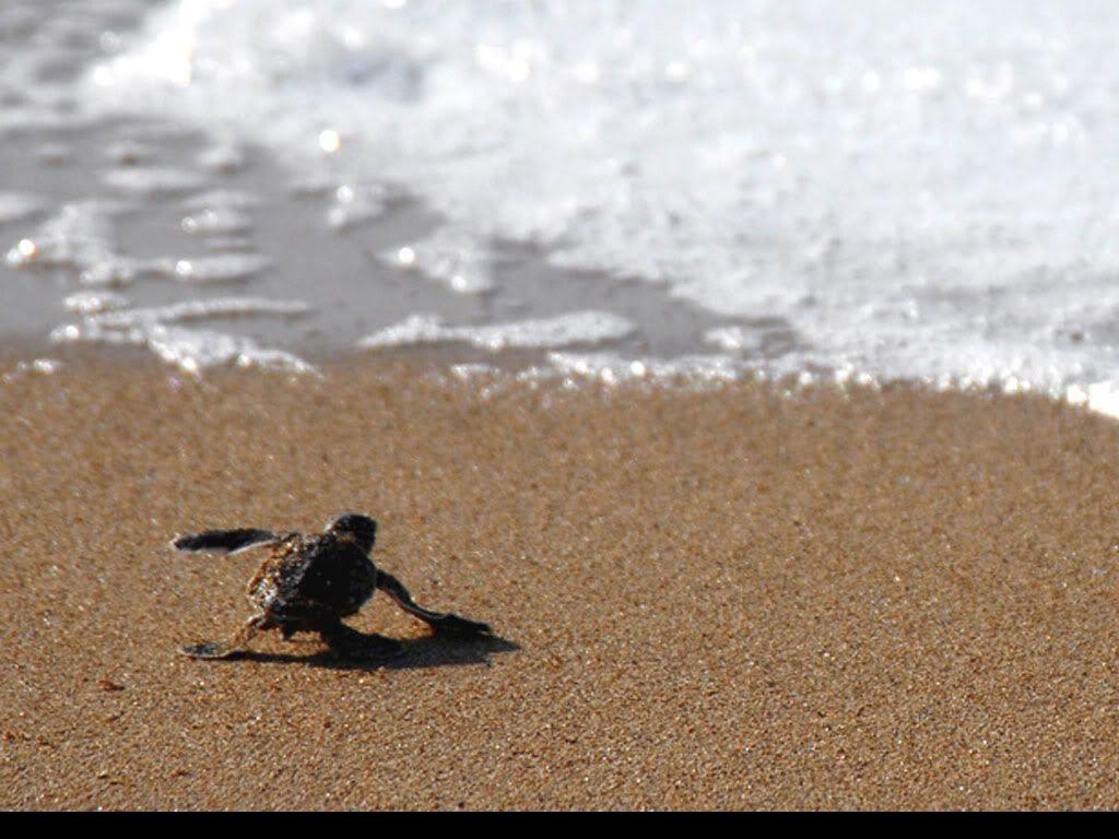 Baby Sea Turtle Desktop Background HD Wallpaper