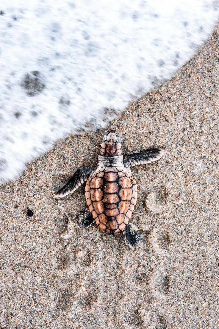 best Turtles.Land & Sea image. Animals