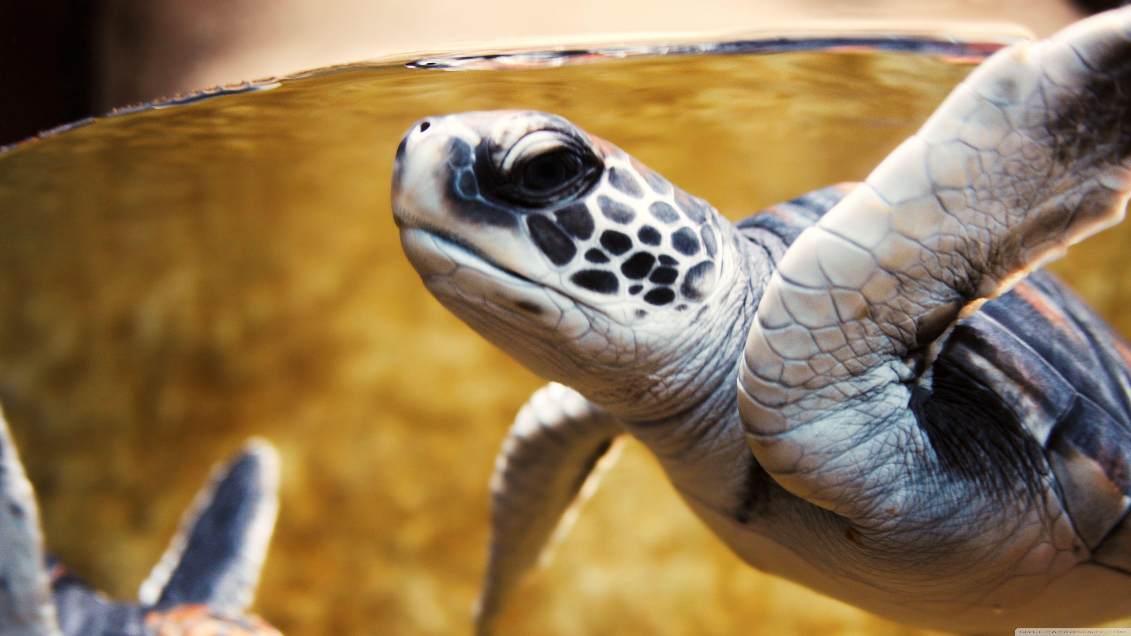 Baby Green Sea Turtle ❤ 4K HD Desktop Wallpaper for 4K Ultra HD