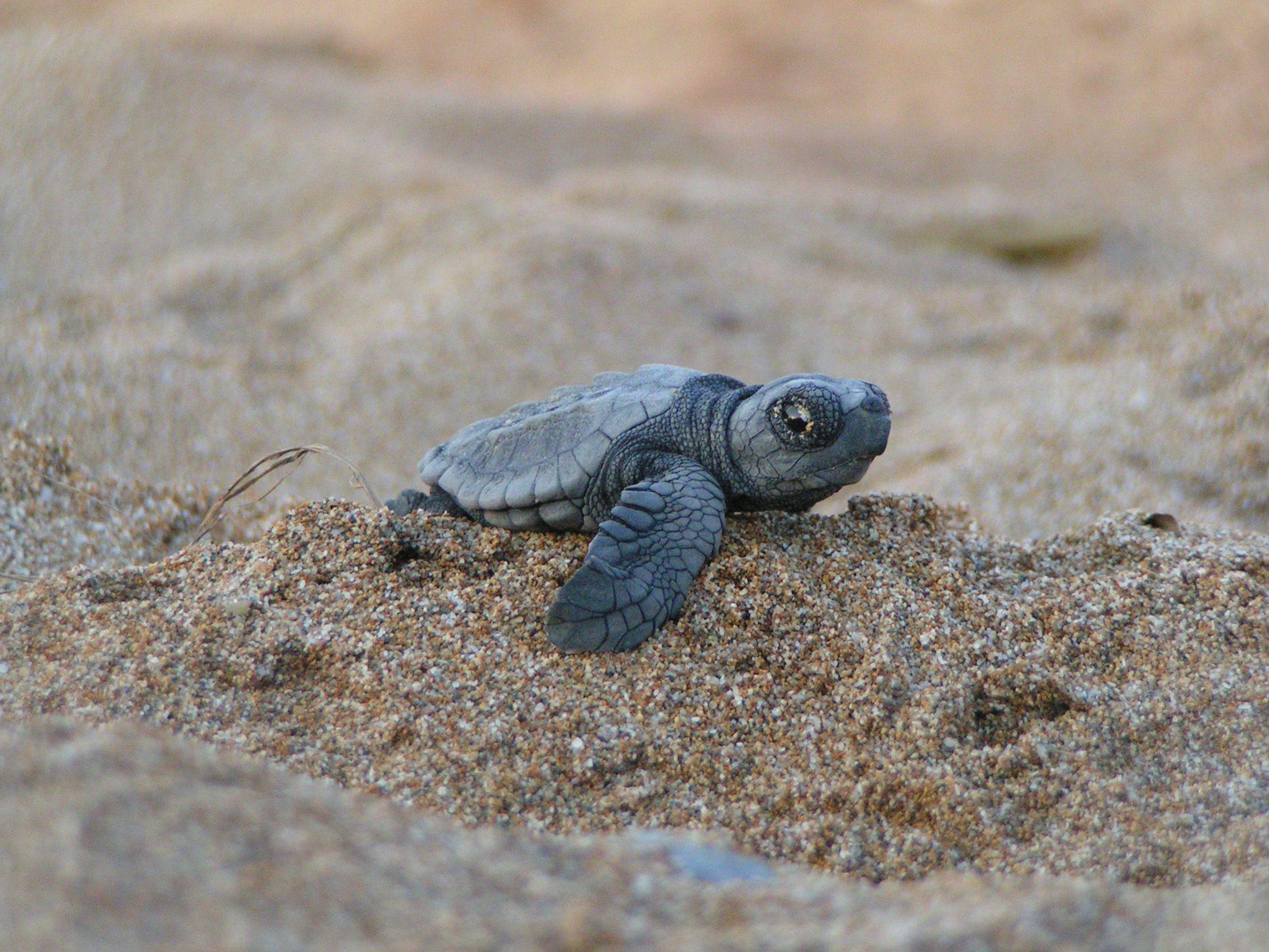 Sea Turtle Picture