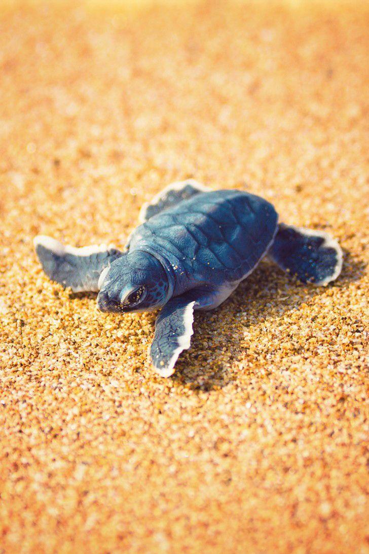 Baby turtles ideas. Picture of sea turtles