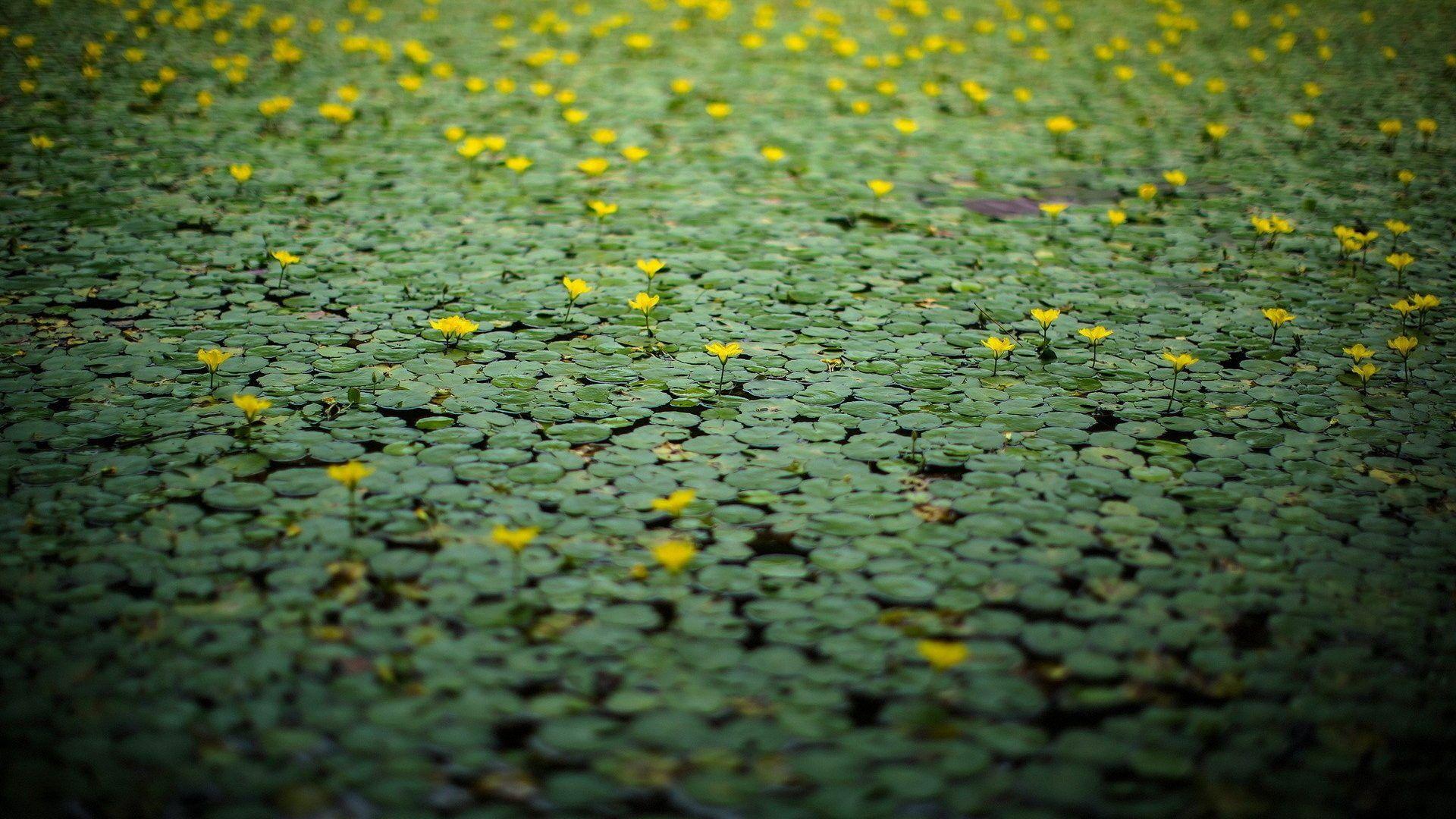 Plants: Lillies Water Macro Geen Pond Lakes Nature Flowers