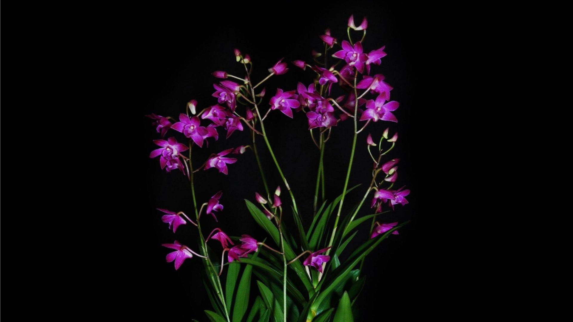 Download Wallpaper 1920x1080 Orchid, Exotic, Black background