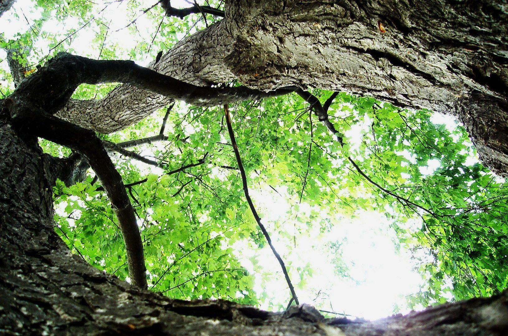 Forest: Close Up Maple Tree Contrast Forest Nature Wallpaper HD