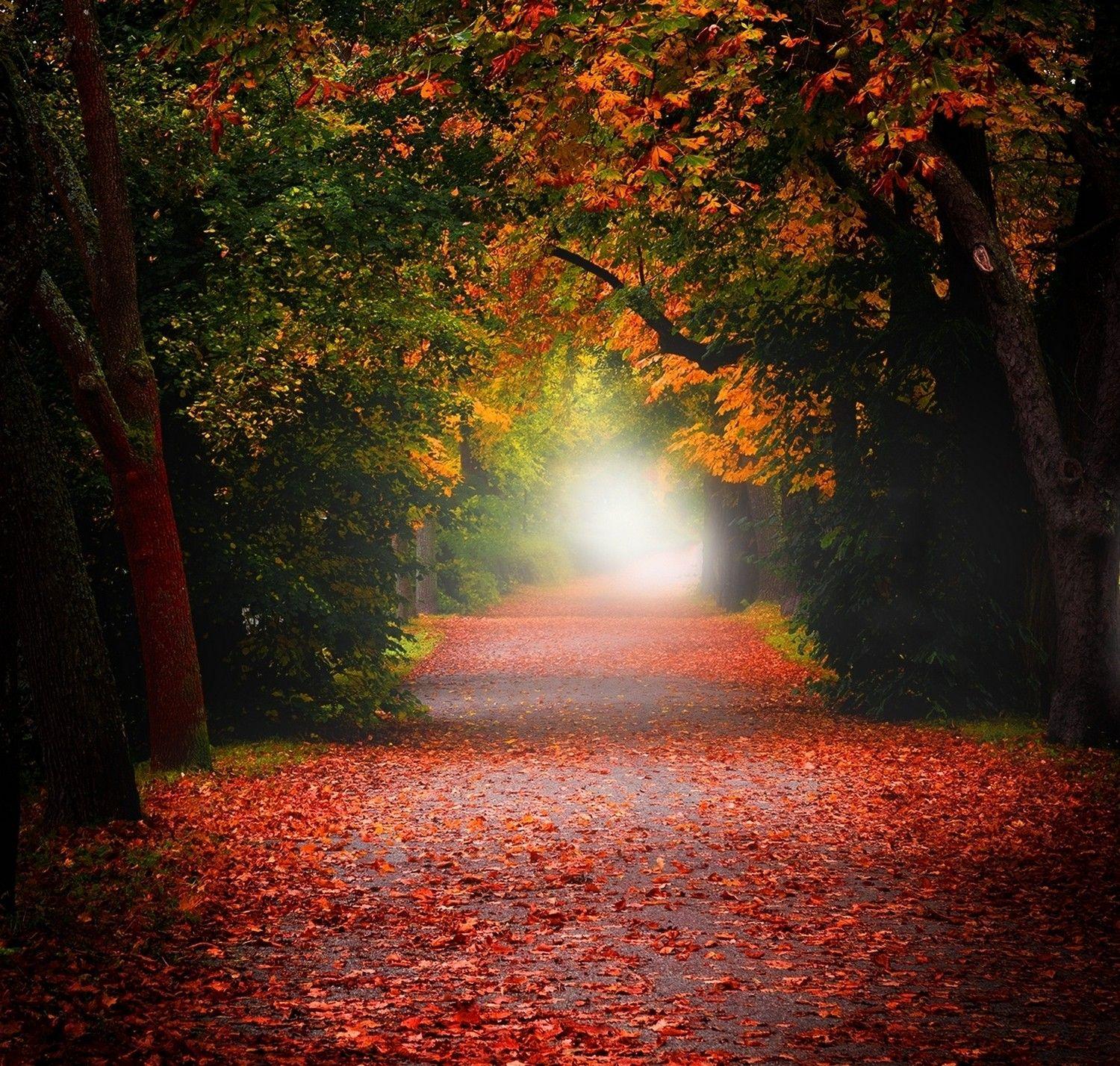 Forest: Beautiful Trees Path Forest Autumn Contrast Mystical Road