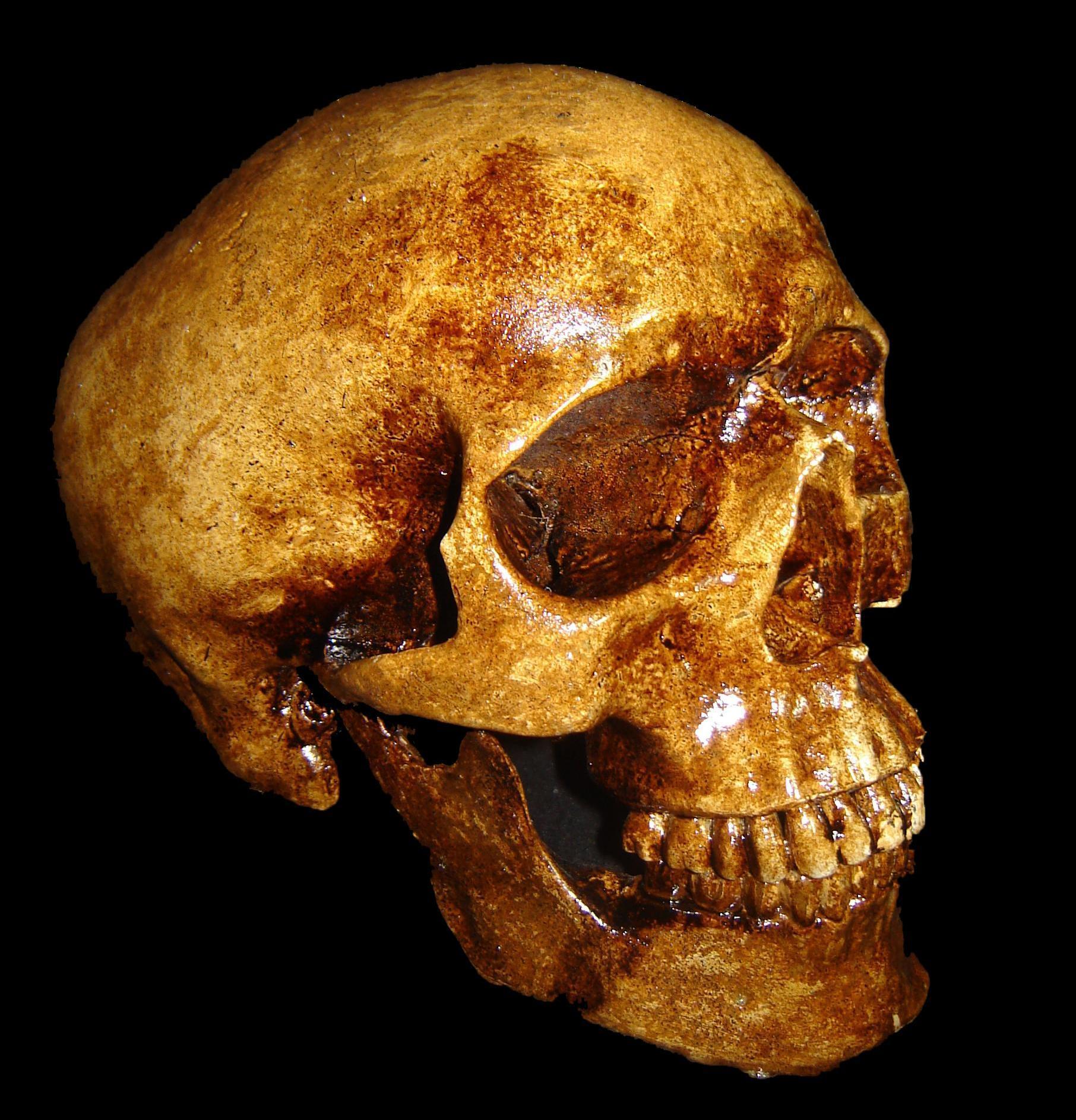Halloween Decorations Museum Replica Skull Cool Skull id: 182268
