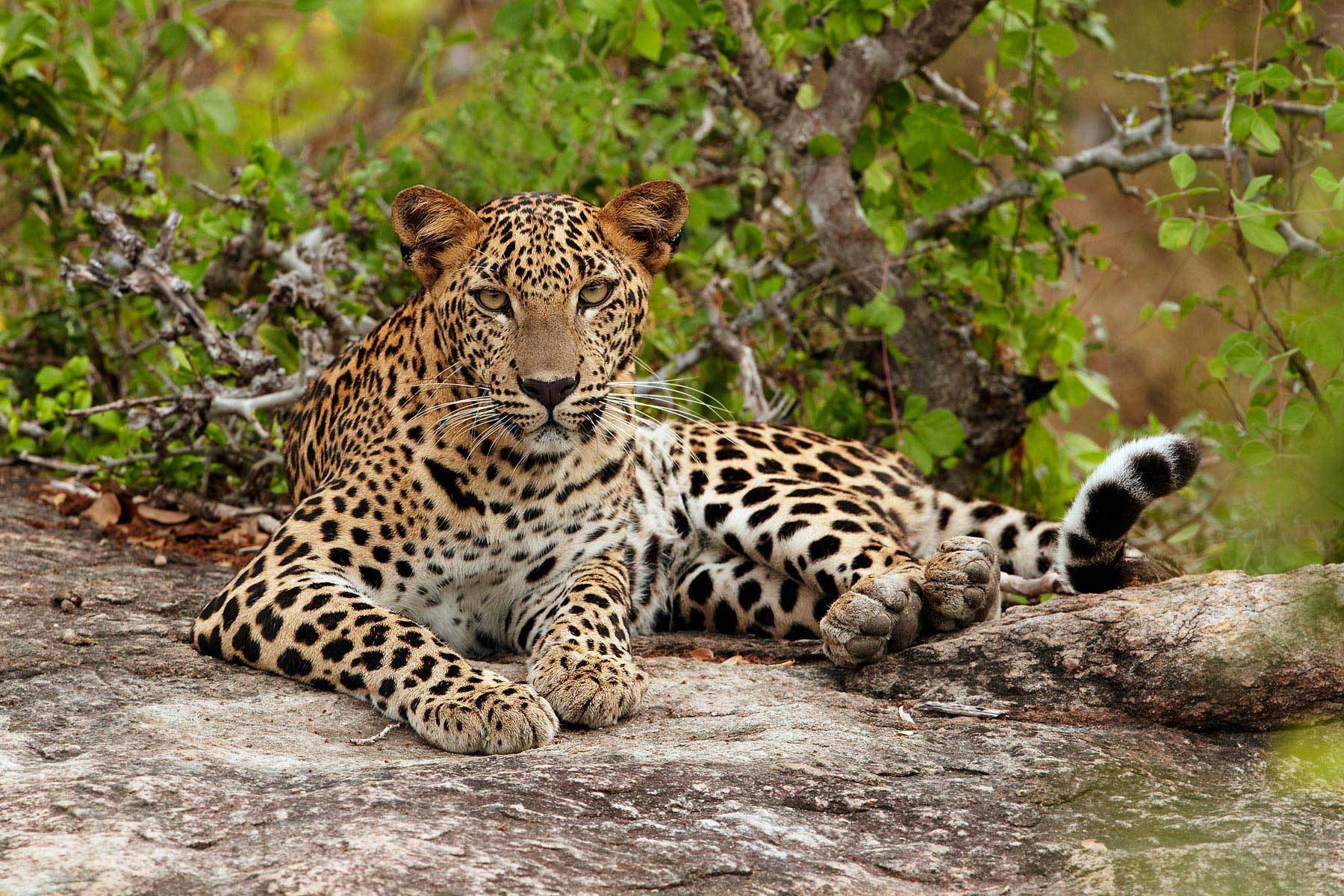 African Leopard Rwanda National Animal