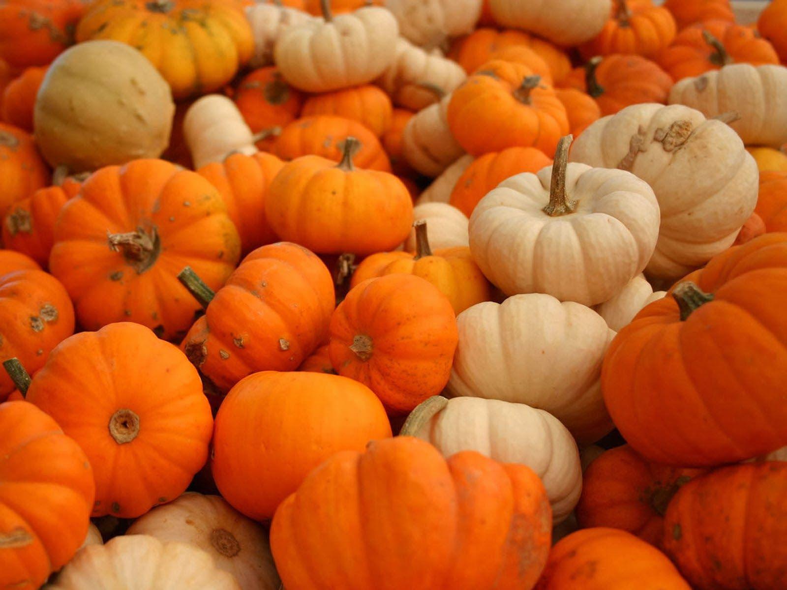 Cute Pumpkin Halloween Wallpaper Wc16p