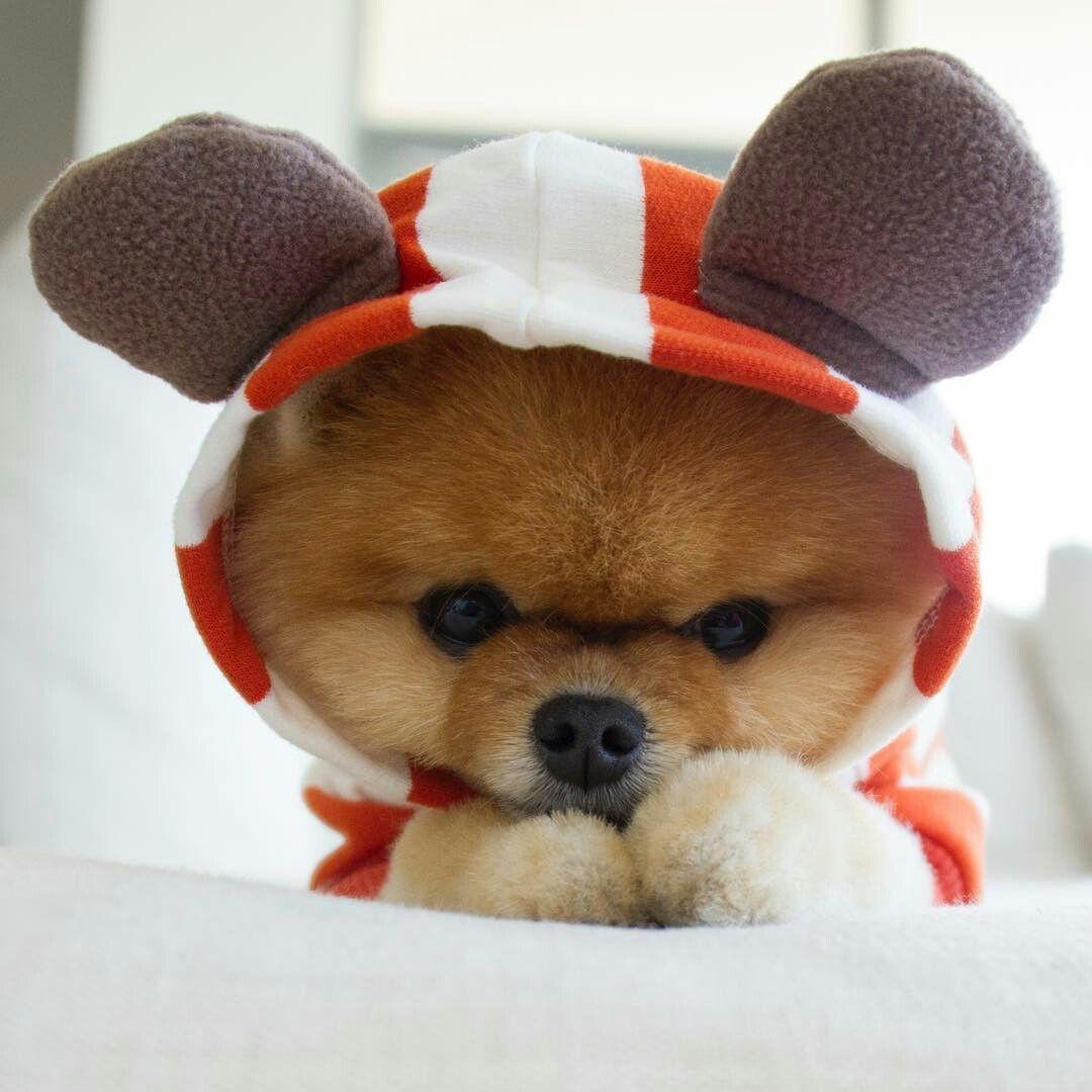 jiffpom in blanket. Boo:World's Cutest Dog & Others