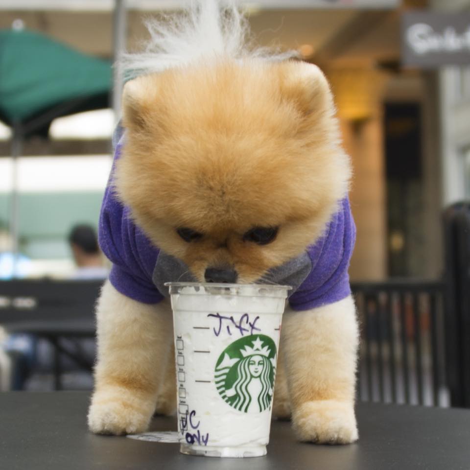 Jiff at Starbucks. Boo:World's Cutest Dog & Others