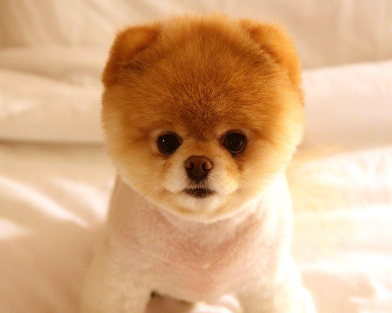 Cute Dog Boo Wallpaper. HD Wallpaper. Cut Animals