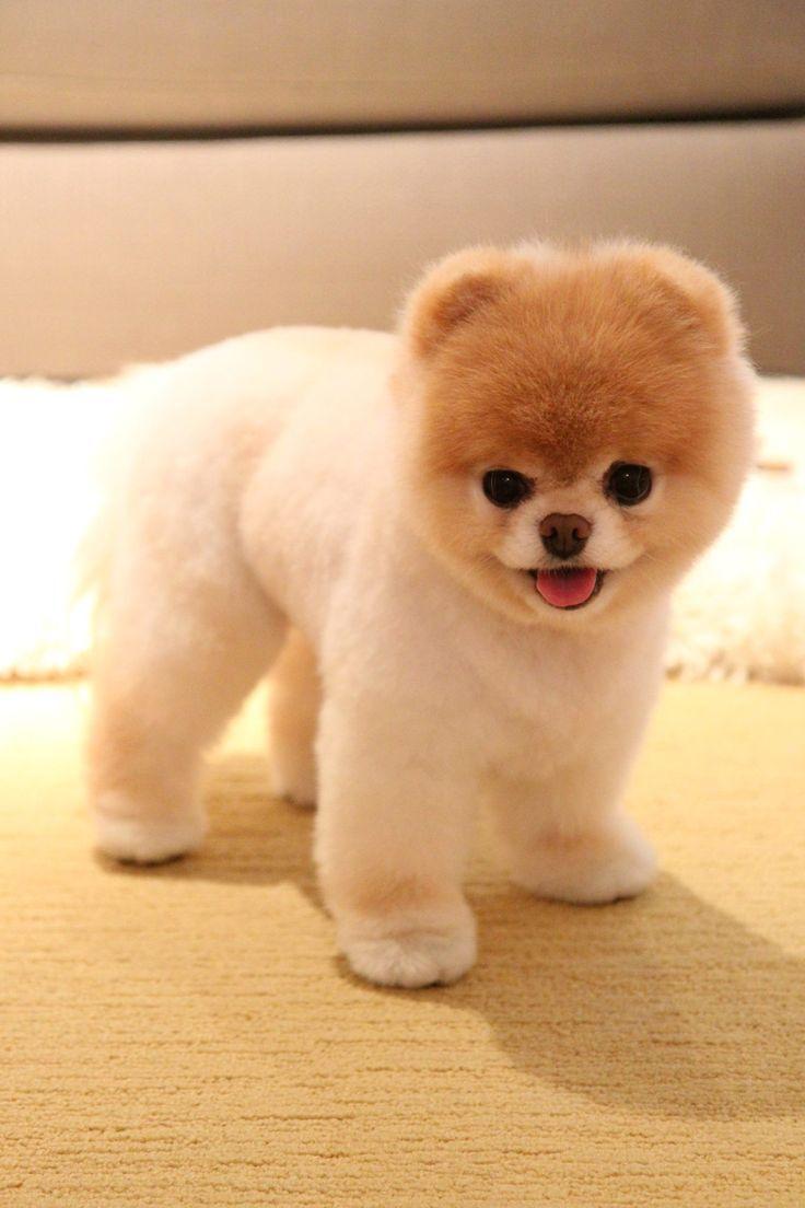 best Pomerian dog image. Pomeranians, Animals