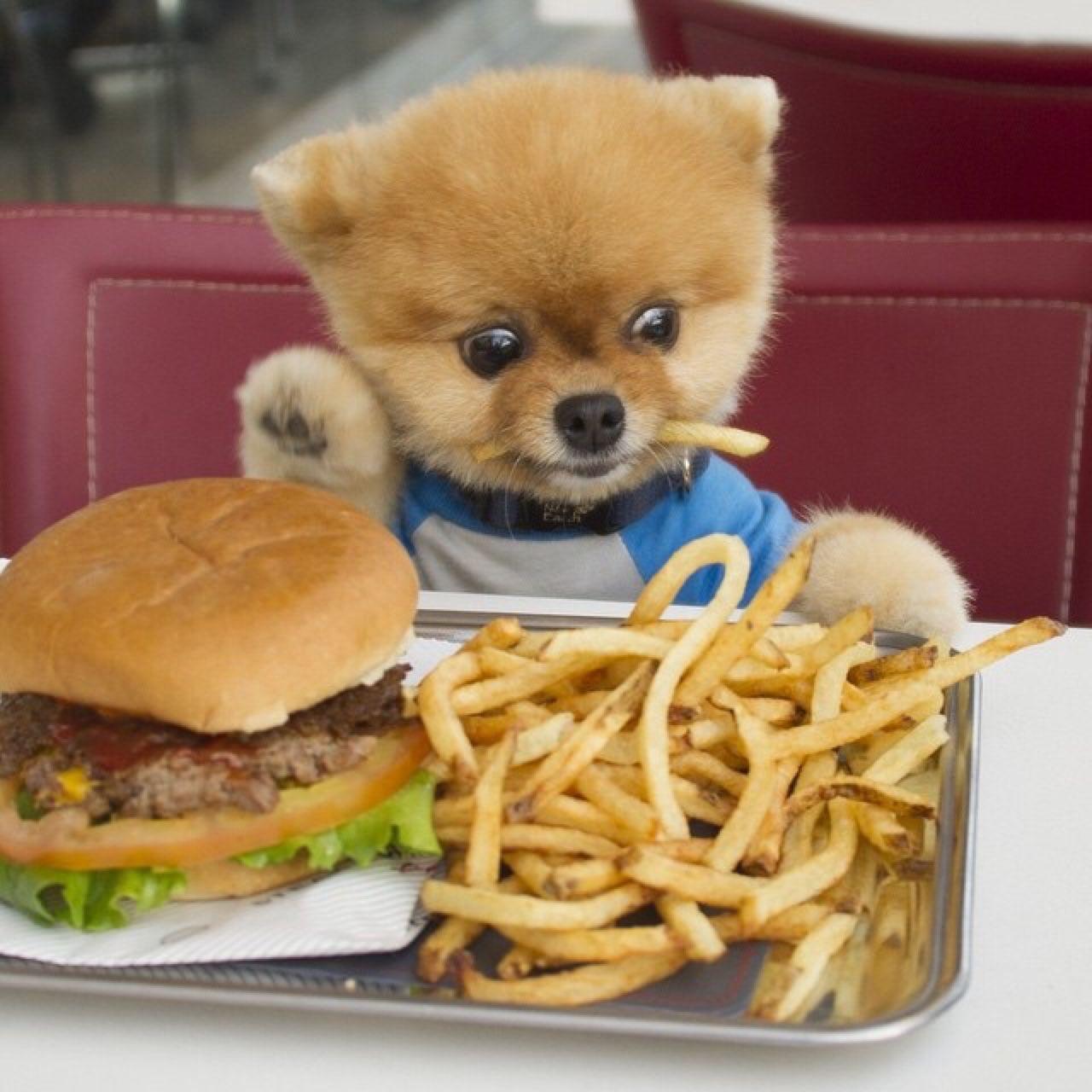 It's burger day for Jiff the Pomeranian. Pomeranian