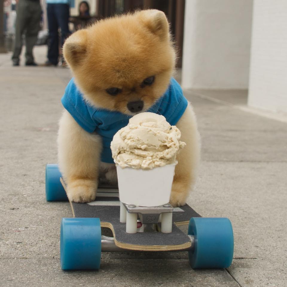 Here's Why Jiff The Pomeranian Is The Cutest Foodie In The World
