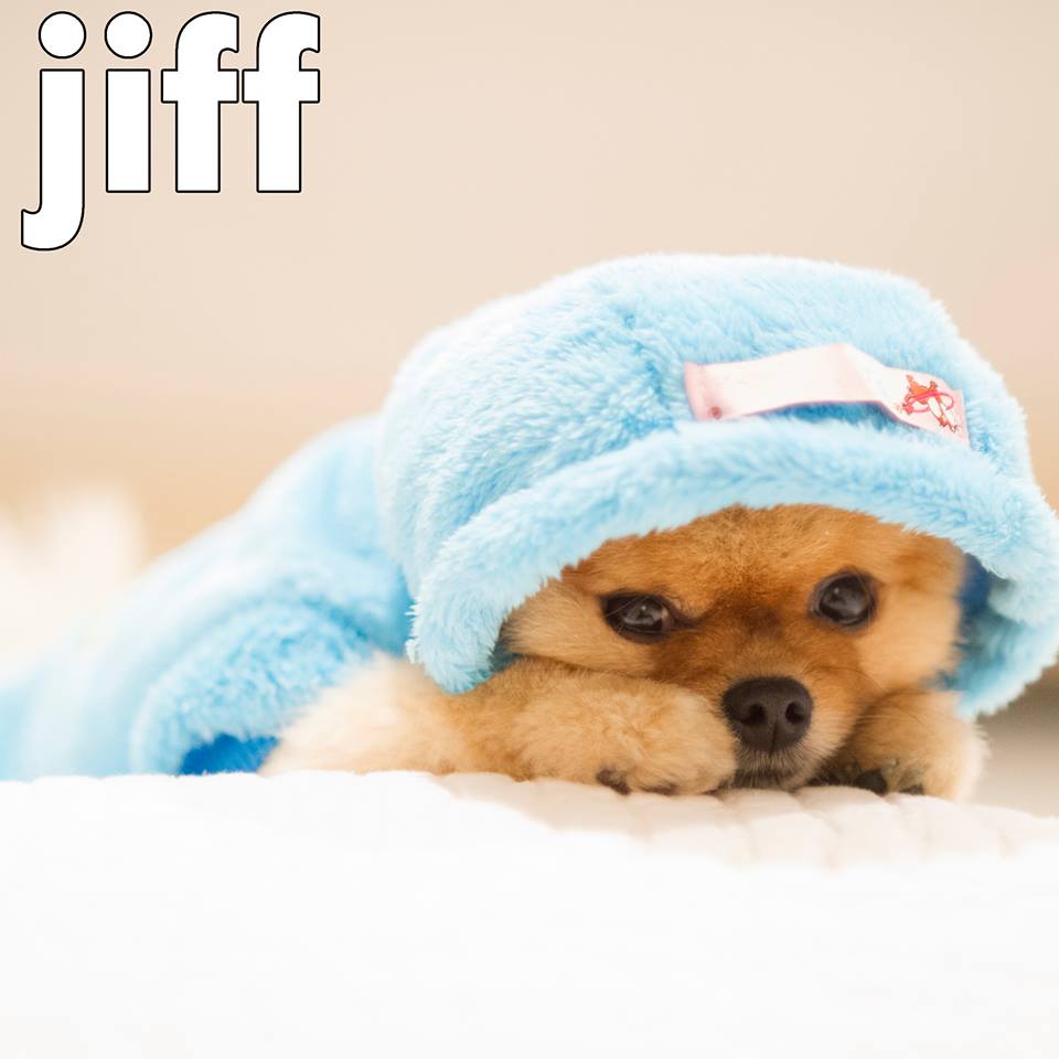 Jiff the Pomeranian Steals the Show!. A Letter To My Dog