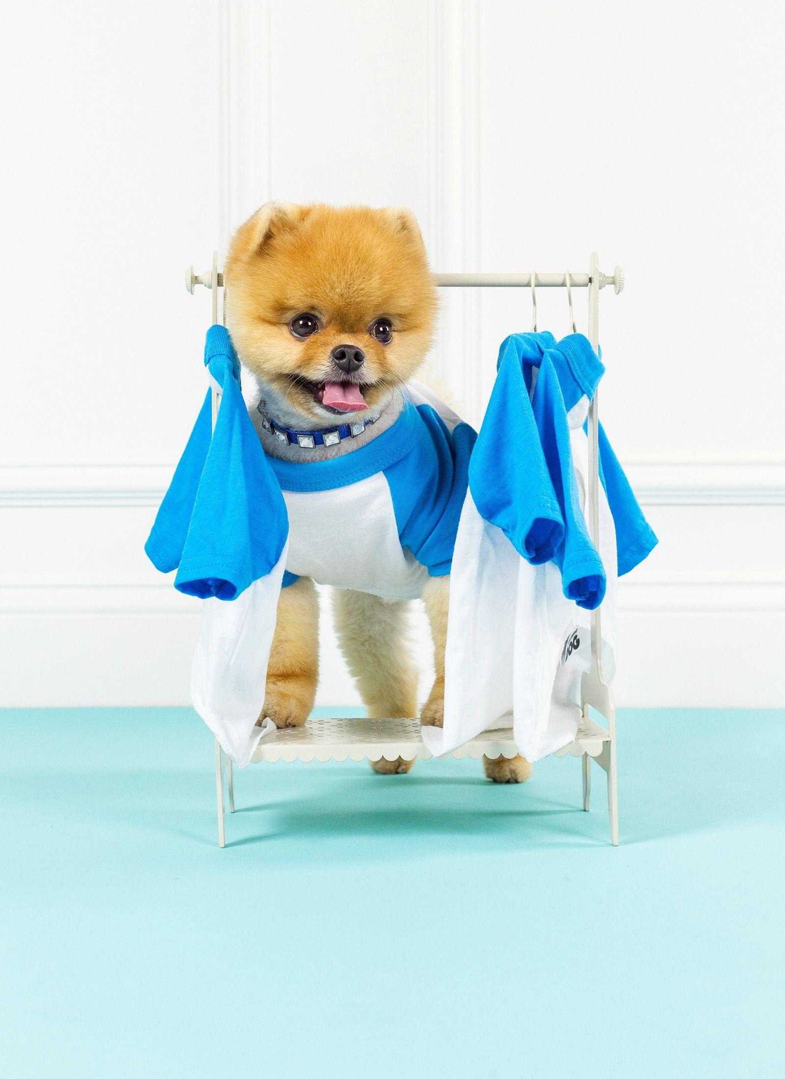 Jiff Pom picking an outfit. -This lil dog's name is Jiffy. dope