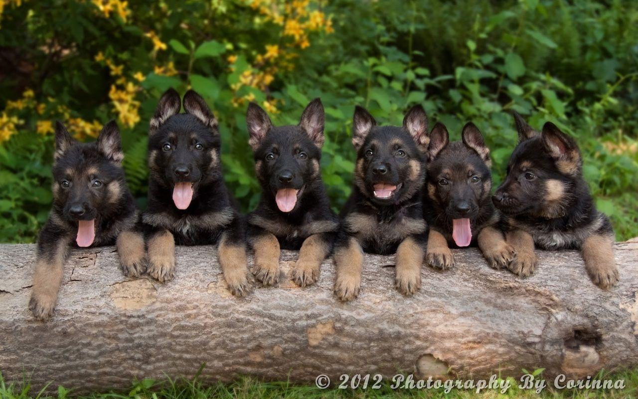 group of puppies. German Shepherd Dogs Group wallpaper. Download