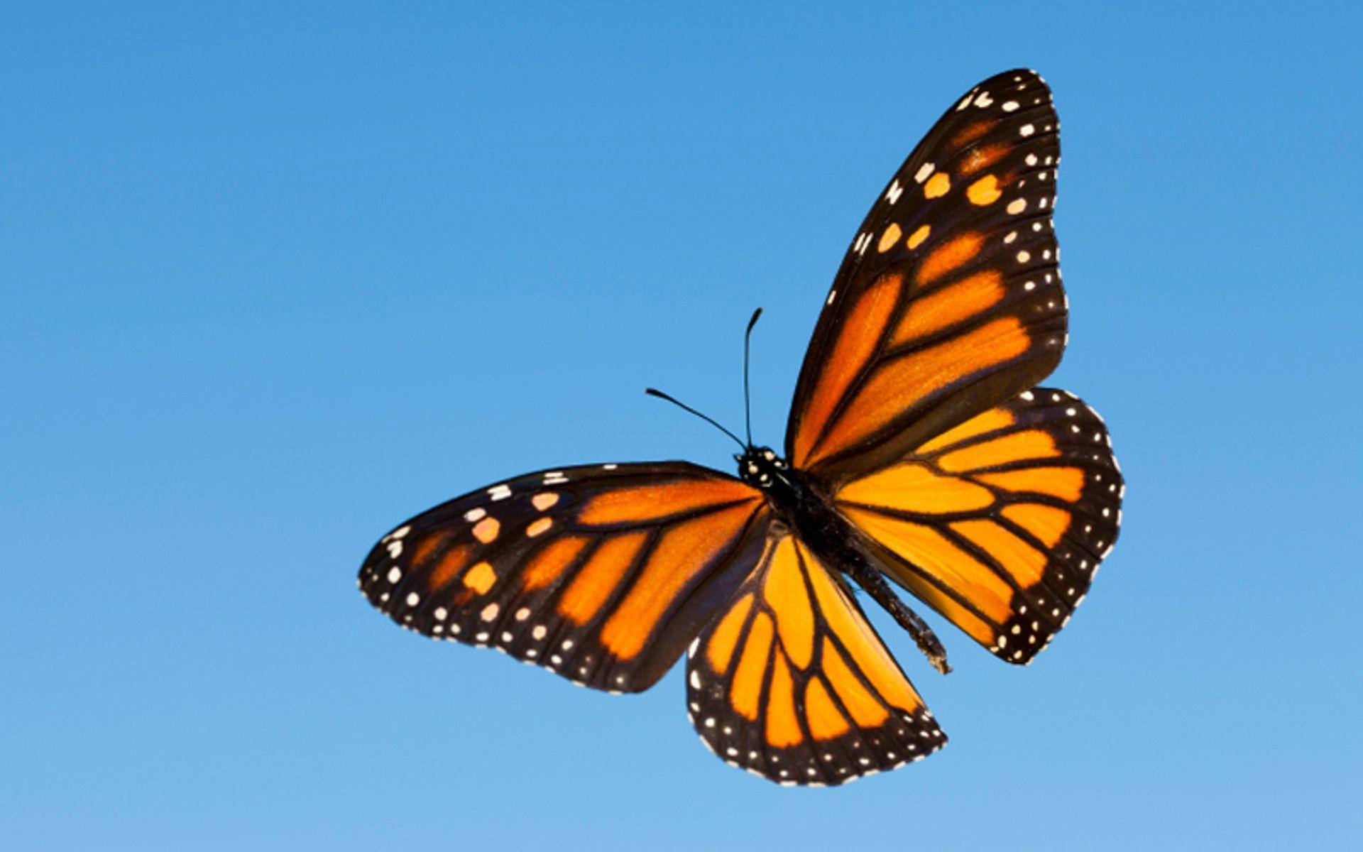 Blue Monarch Butterfly Wallpaper