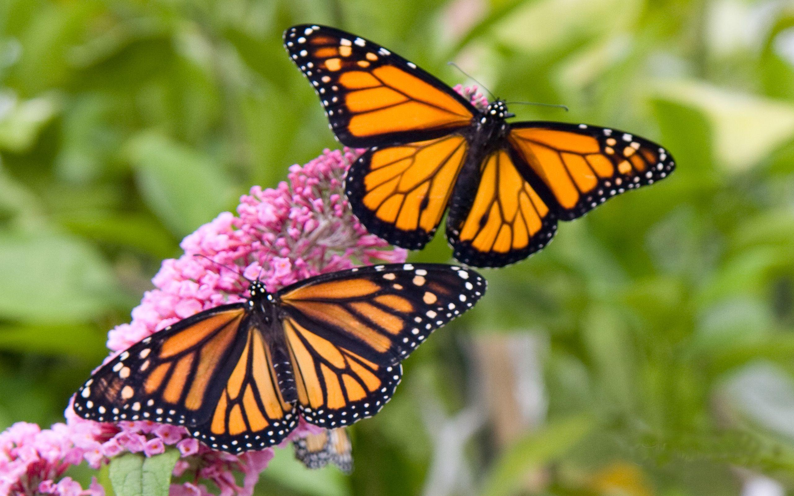 Бабочка Данаида Монарх фото